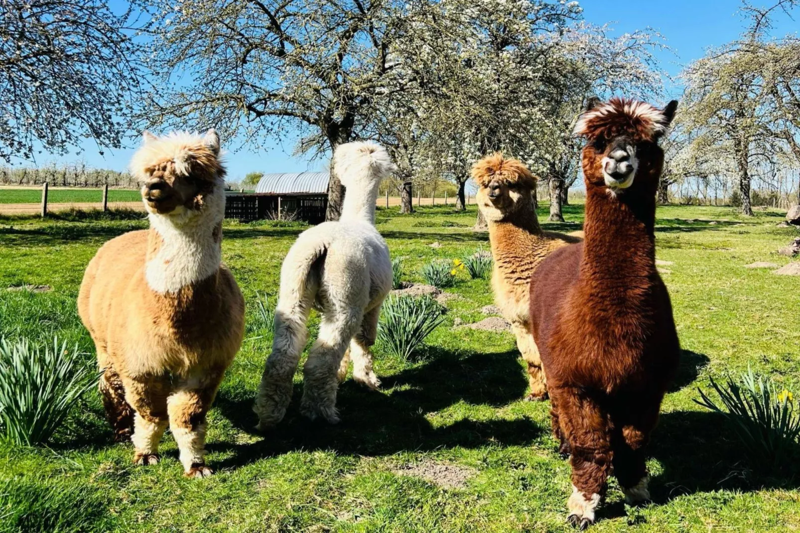 Hol van de vos - wellness-Ausstattung