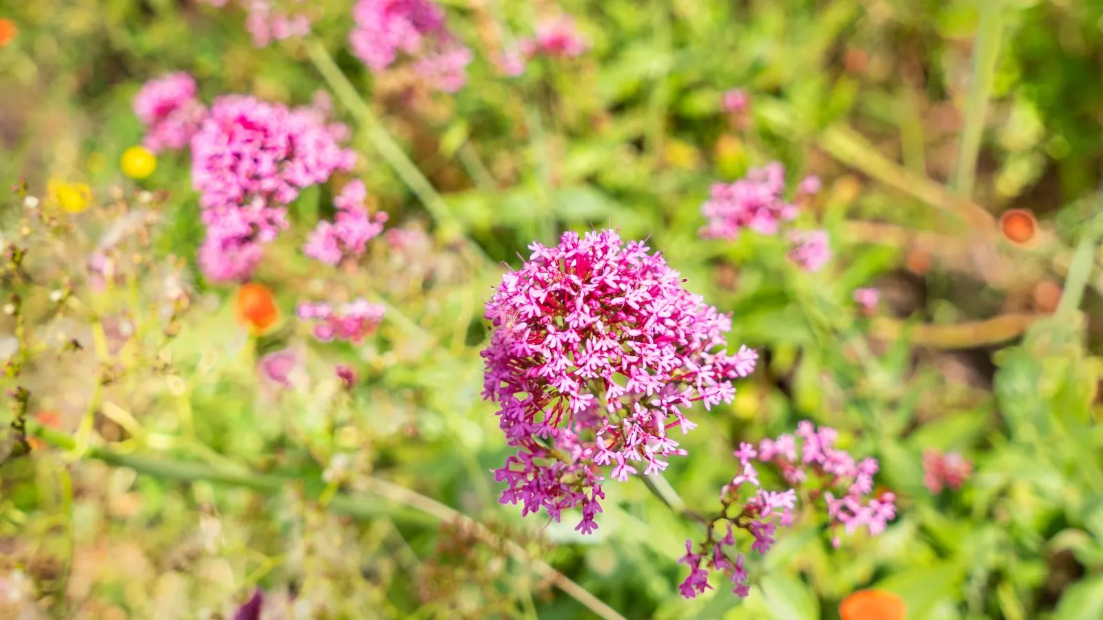 La Terrasse-Ambiente