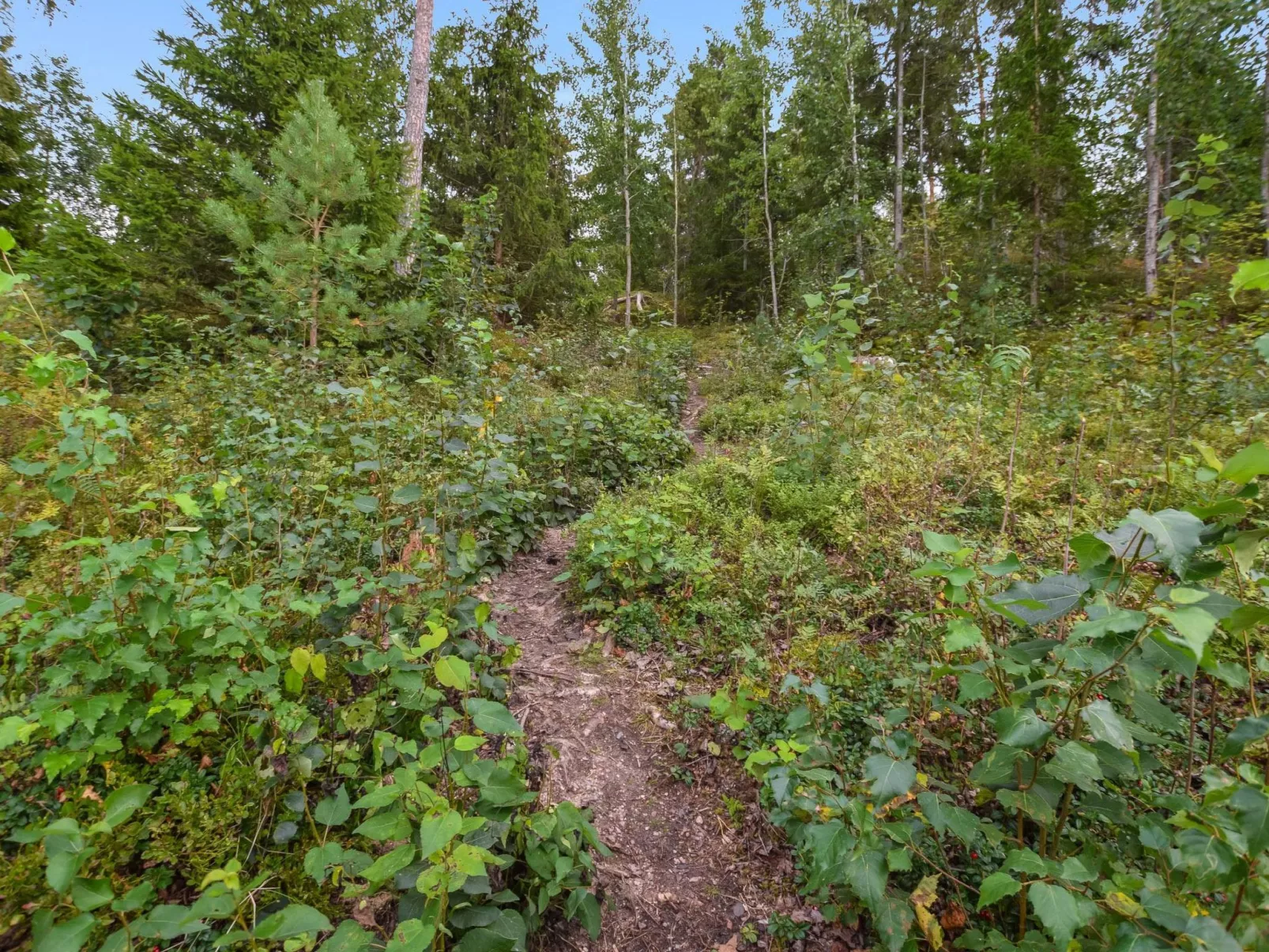 Isokoskelo 5-Drinnen