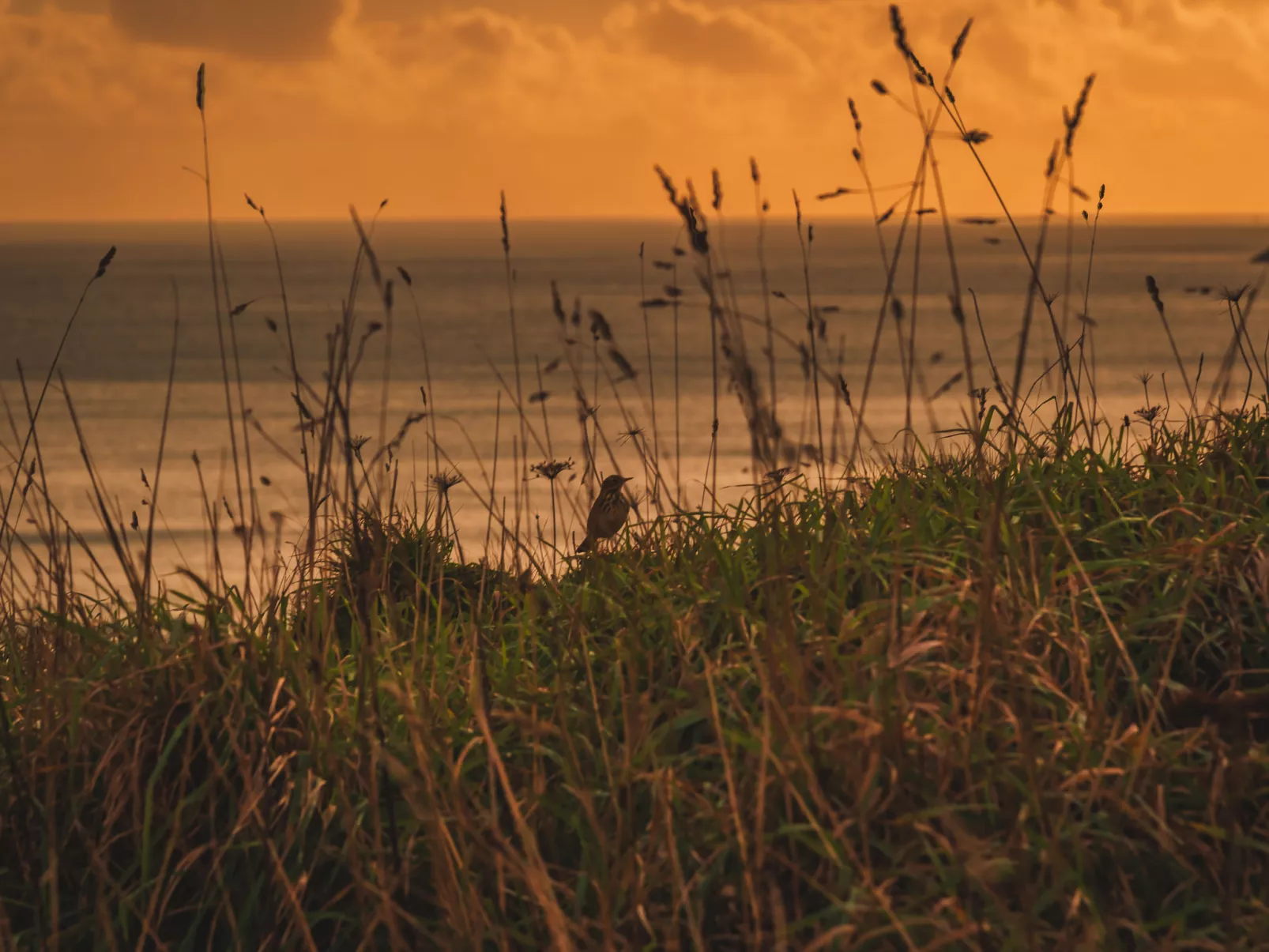 Dingles Cottage-Umgebung