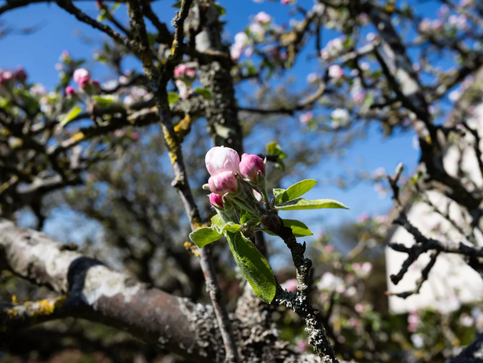 Les Jonquilles-Draußen