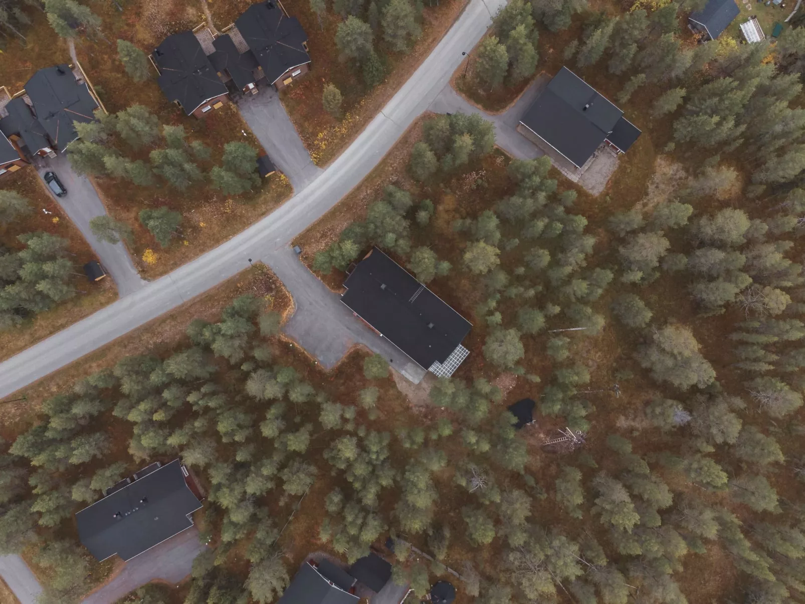 Kevätruska b-Dedans