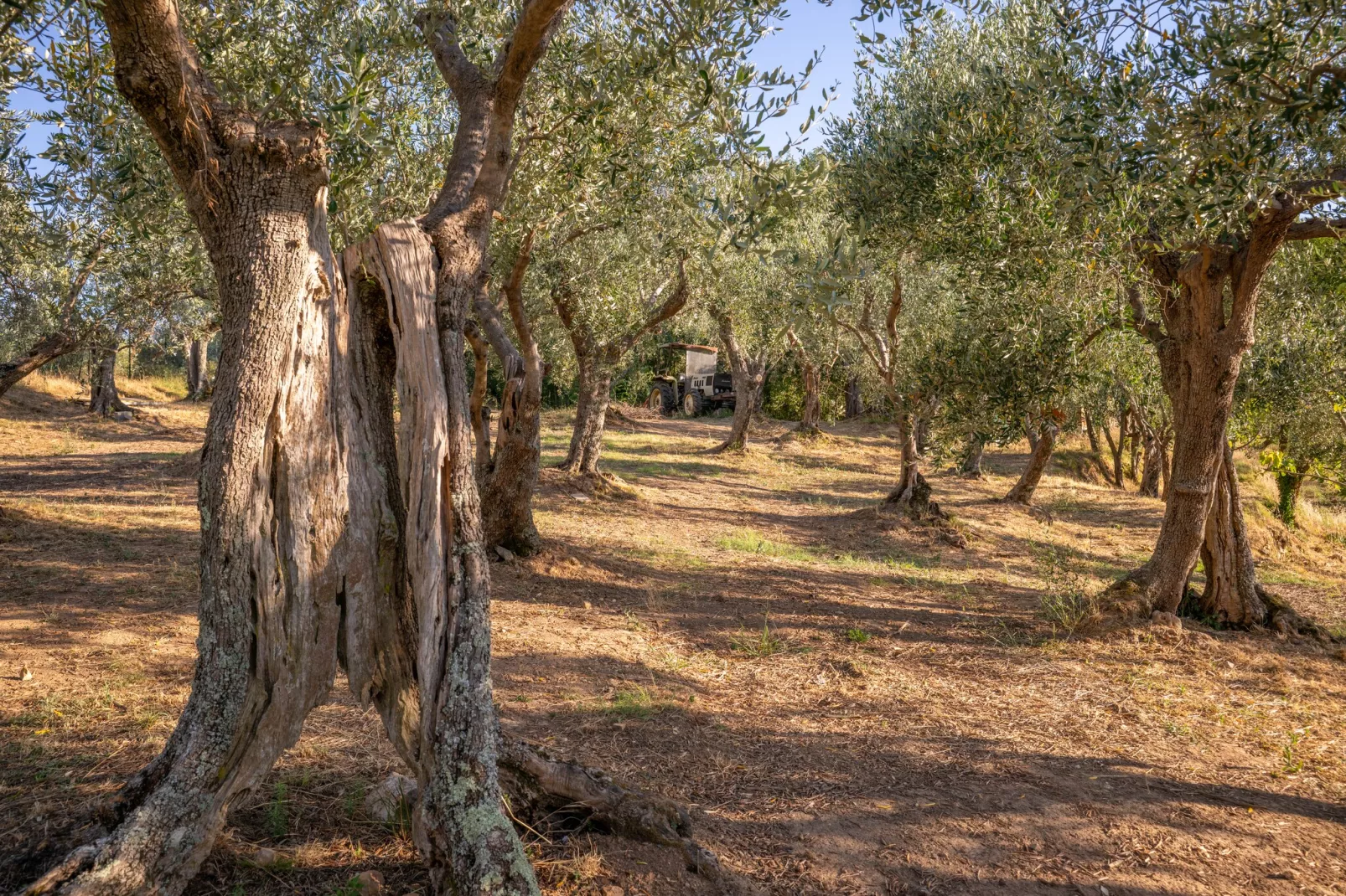 Tenuta del Serra-Jardin en hiver
