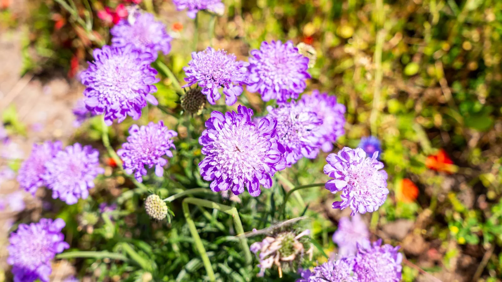 La Terrasse-Ambiente