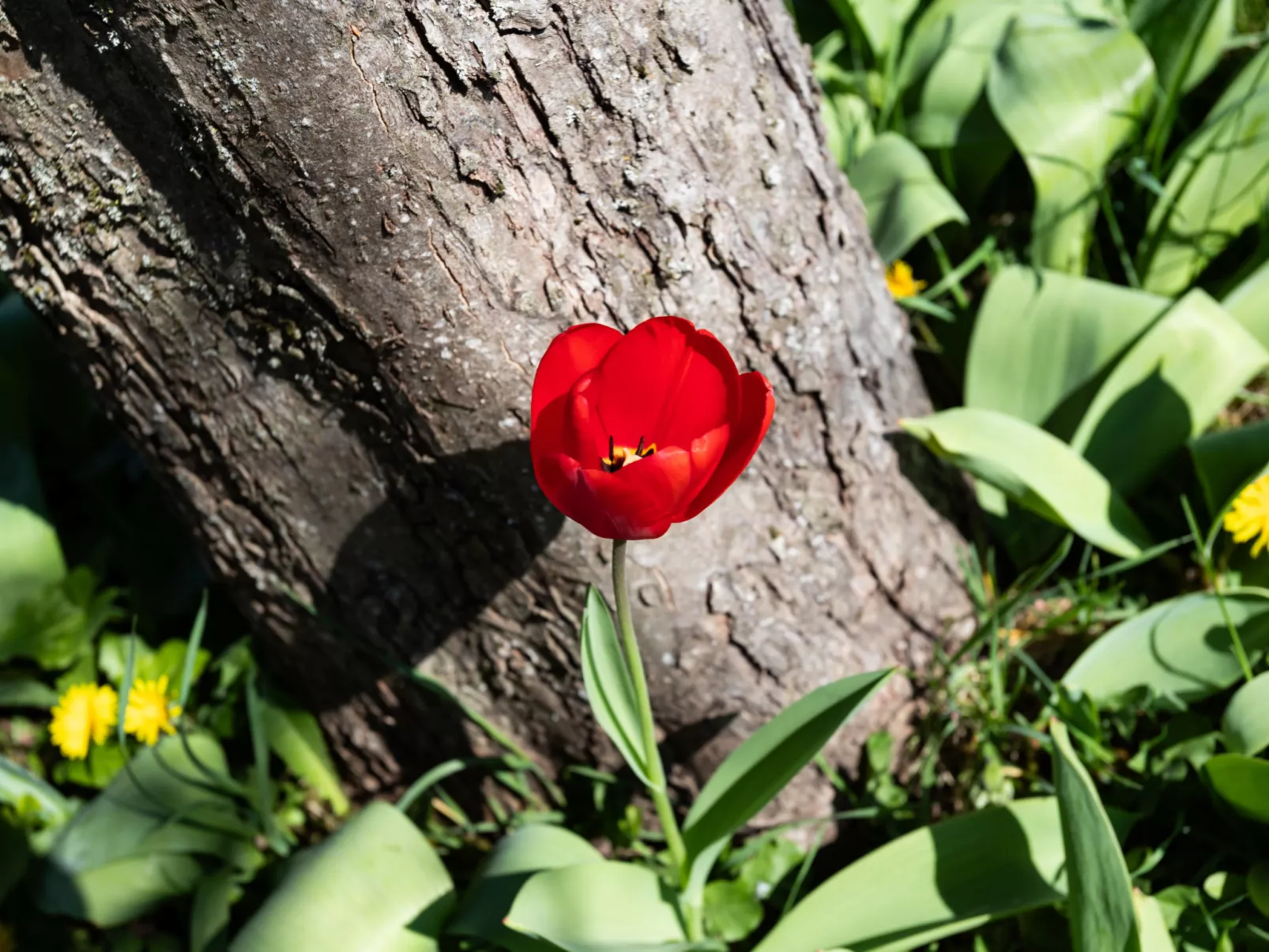 Les Jonquilles-Draußen
