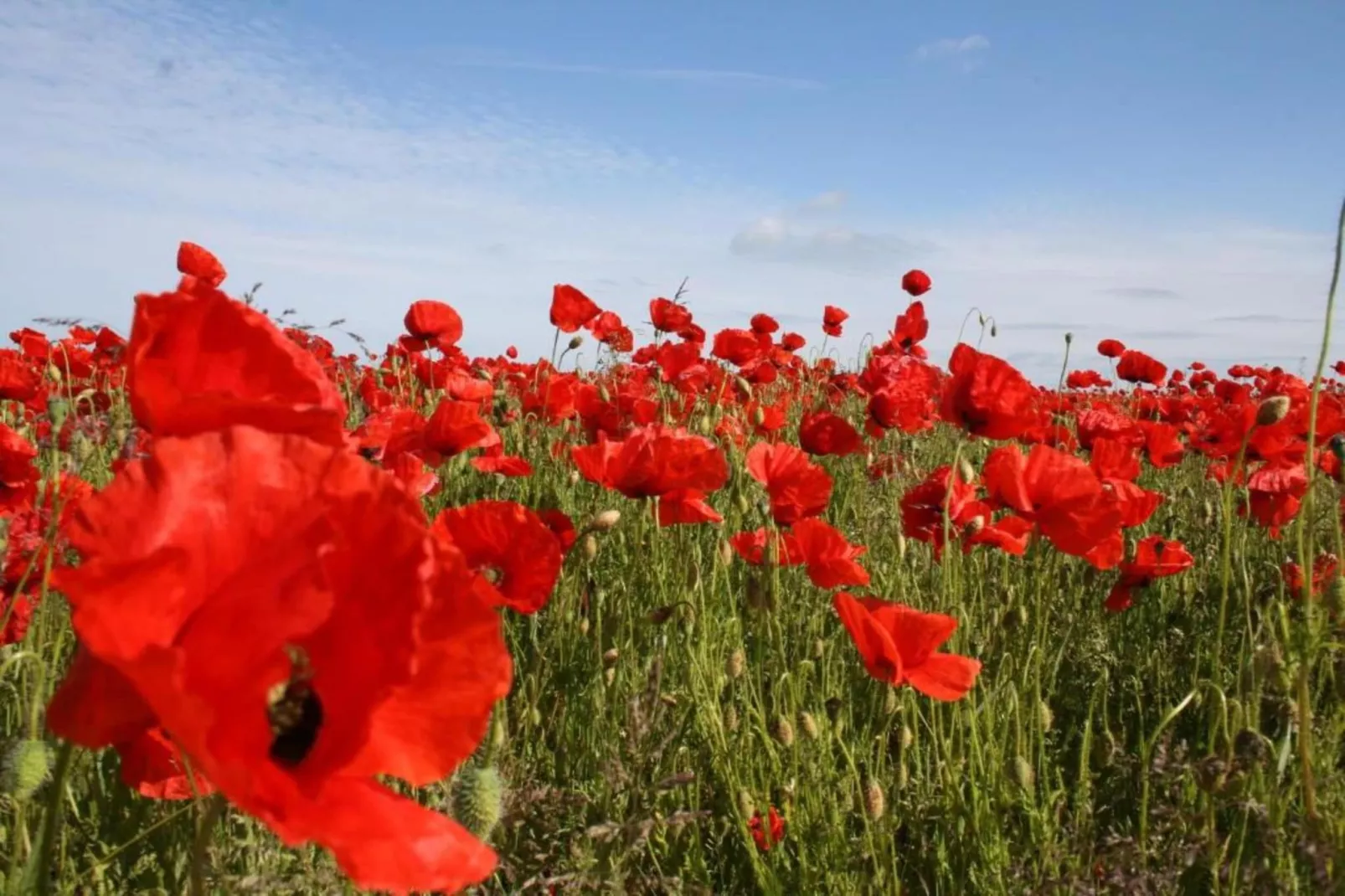 Hausboot in Ribnitz-Damgarten-Areas within 20km in summer