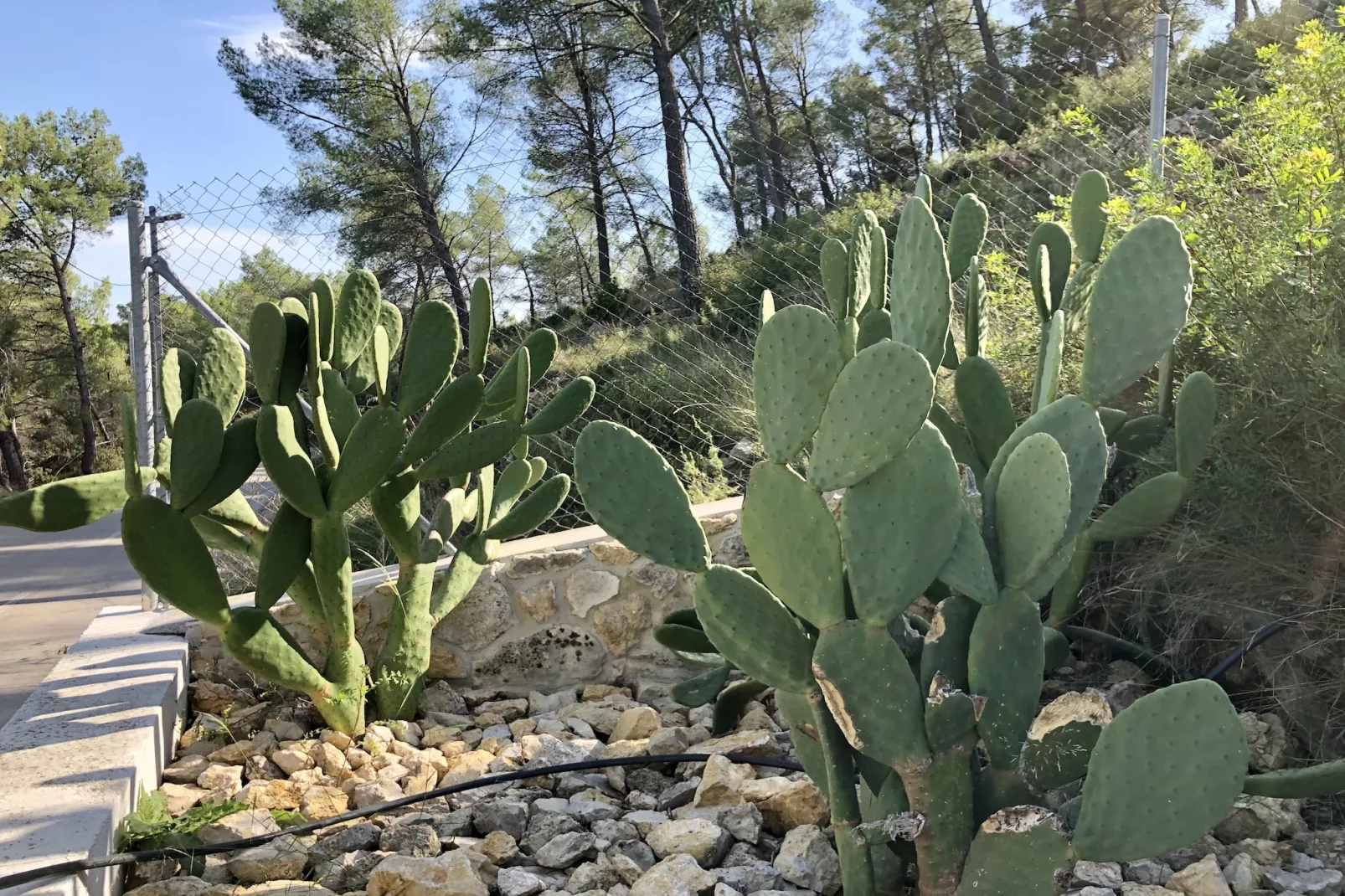 House Olivella-Gardens in summer