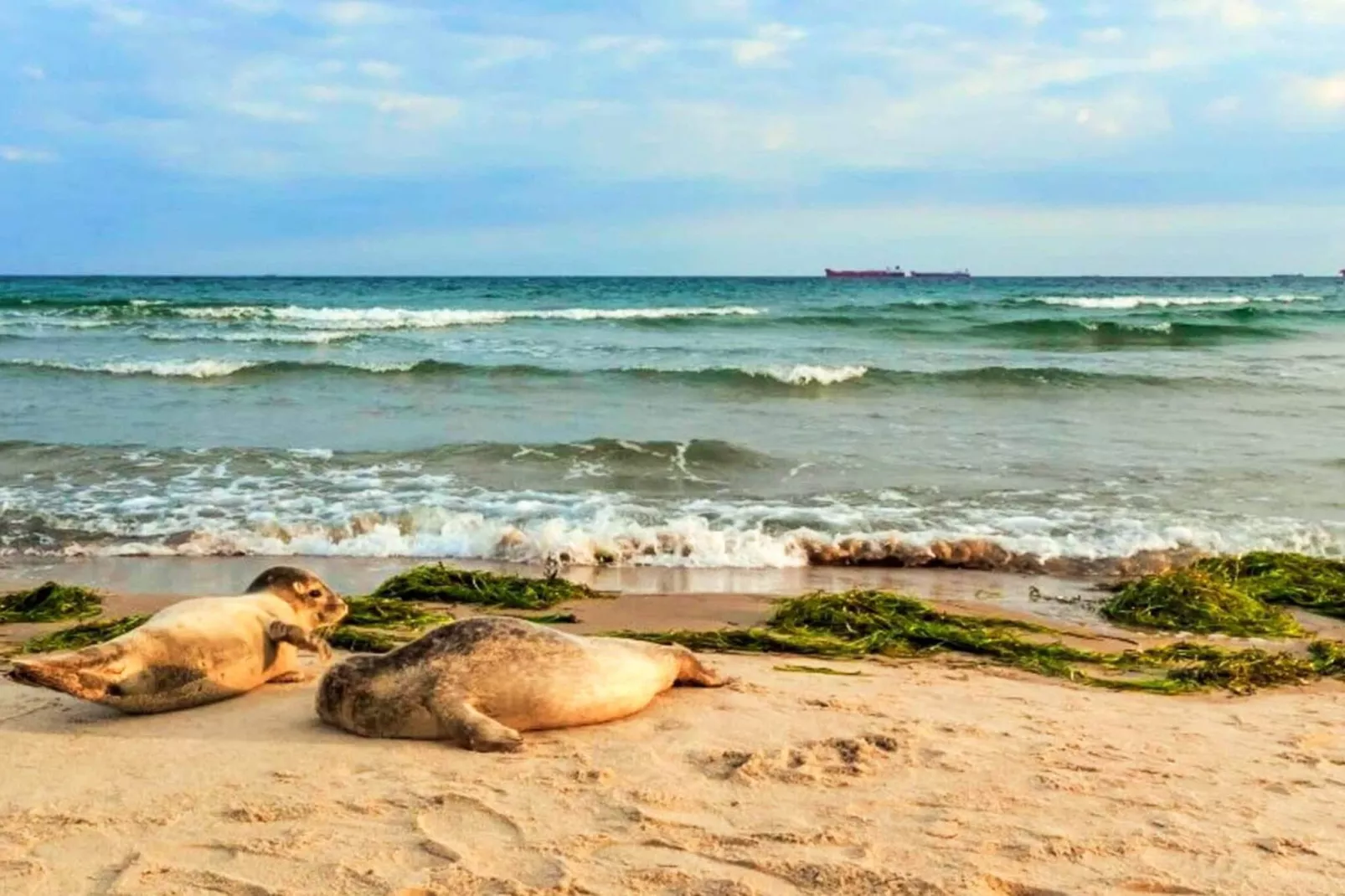 5 star holiday home in Skagen-By Traum