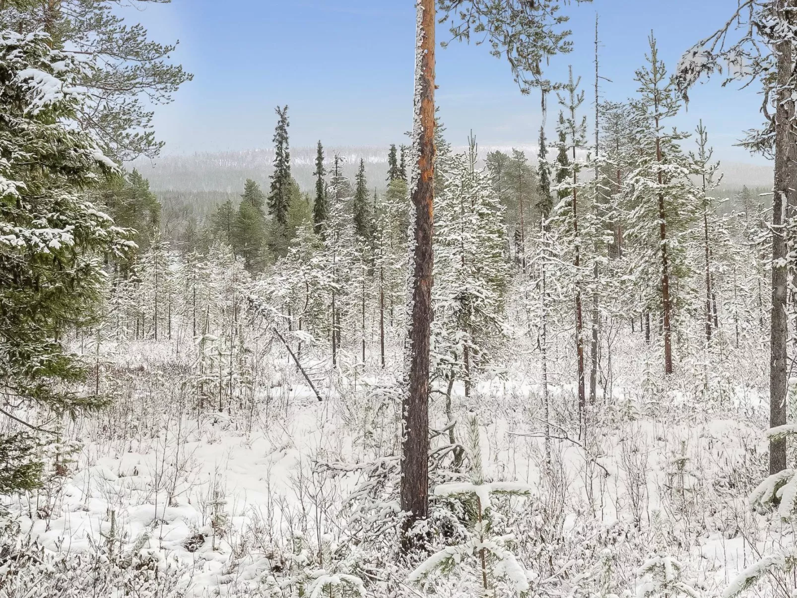 Teppolan rinne-Dedans