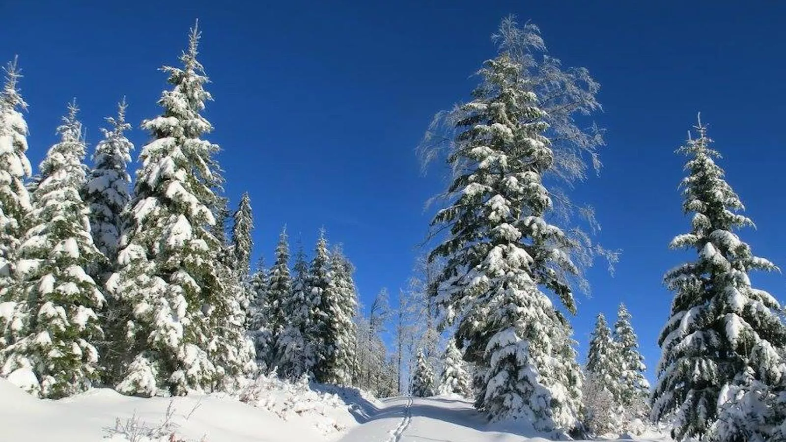 Bayerwald-Zones hiver à 5 km