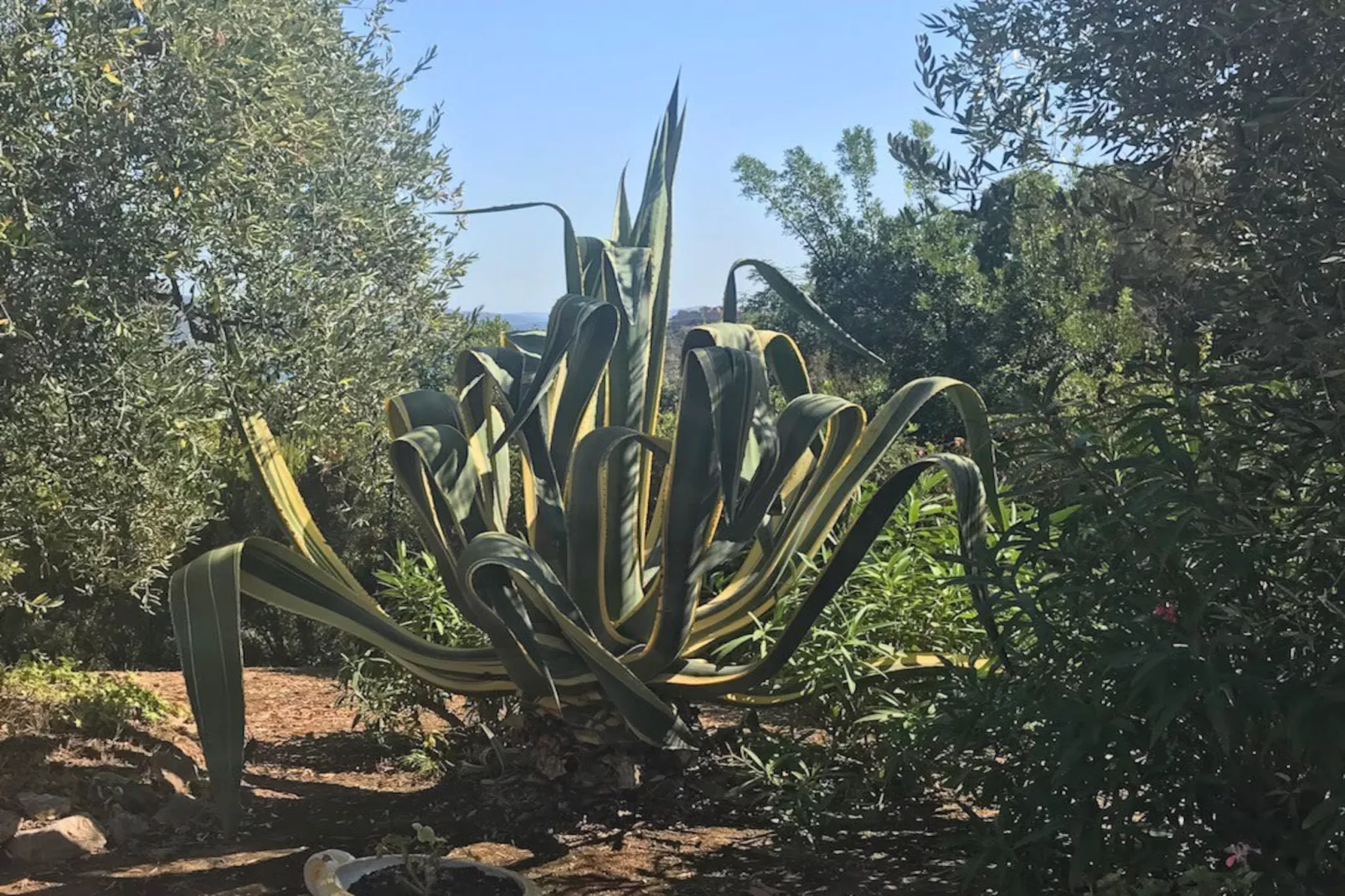 Villa della Fonte-Jardins en été