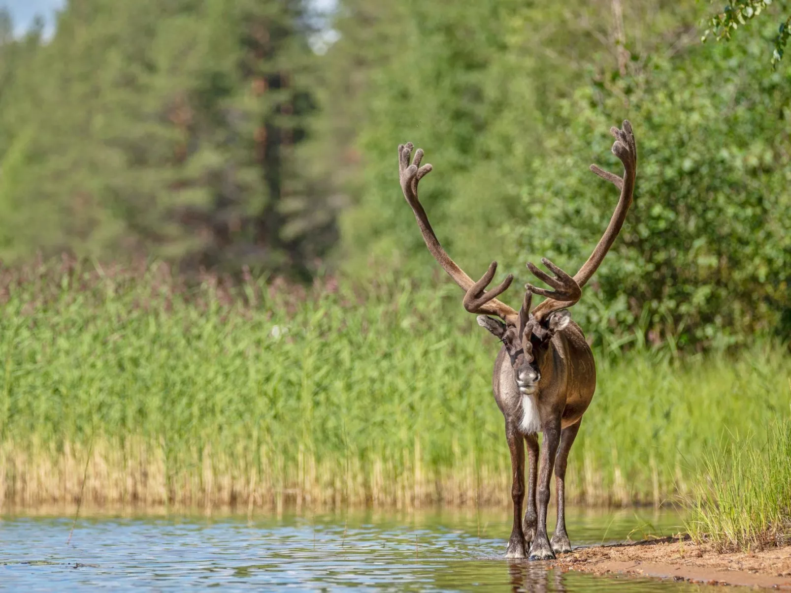 Urpola riviera-Inside