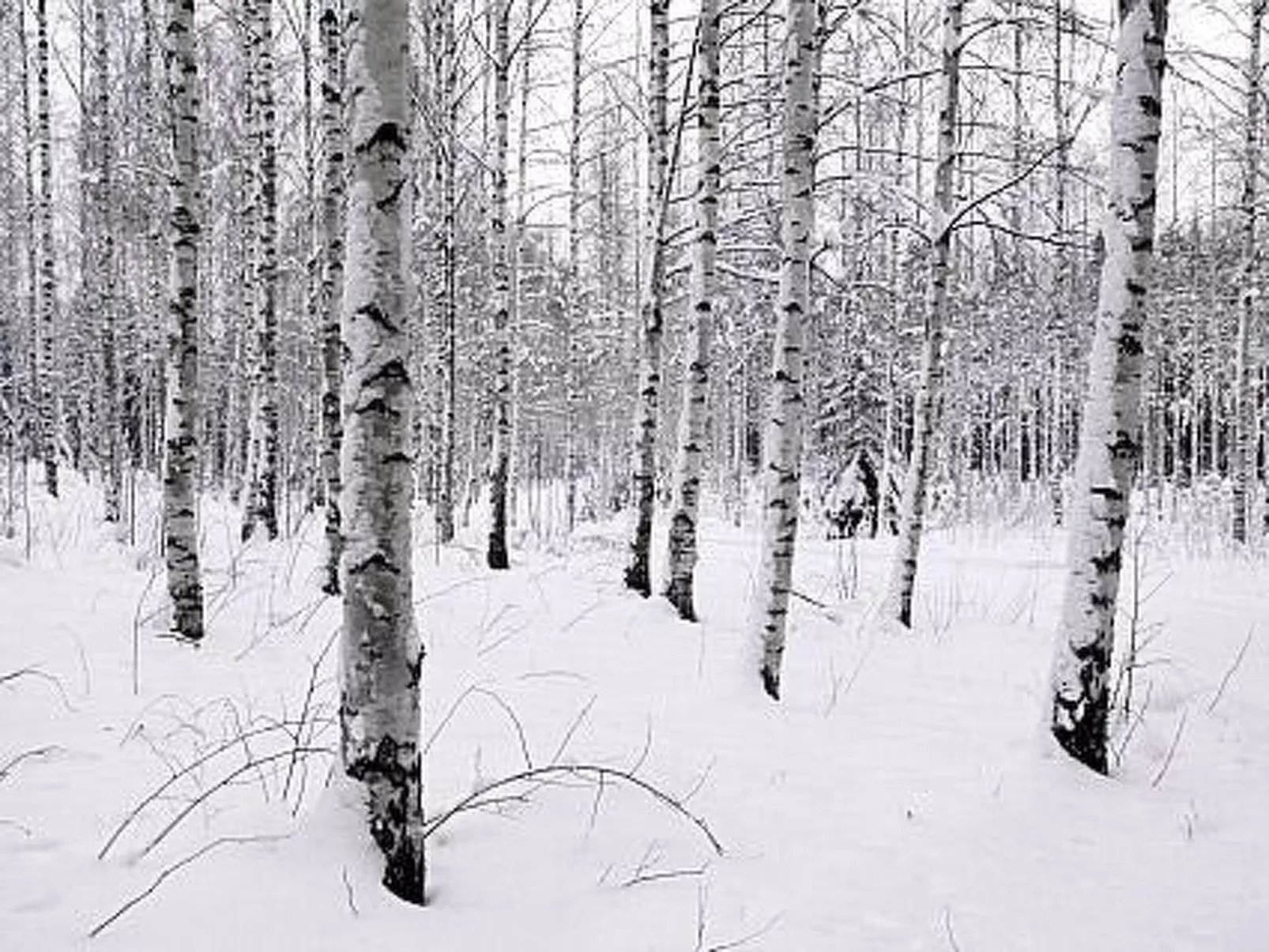 Kopinkallio 2-Dedans