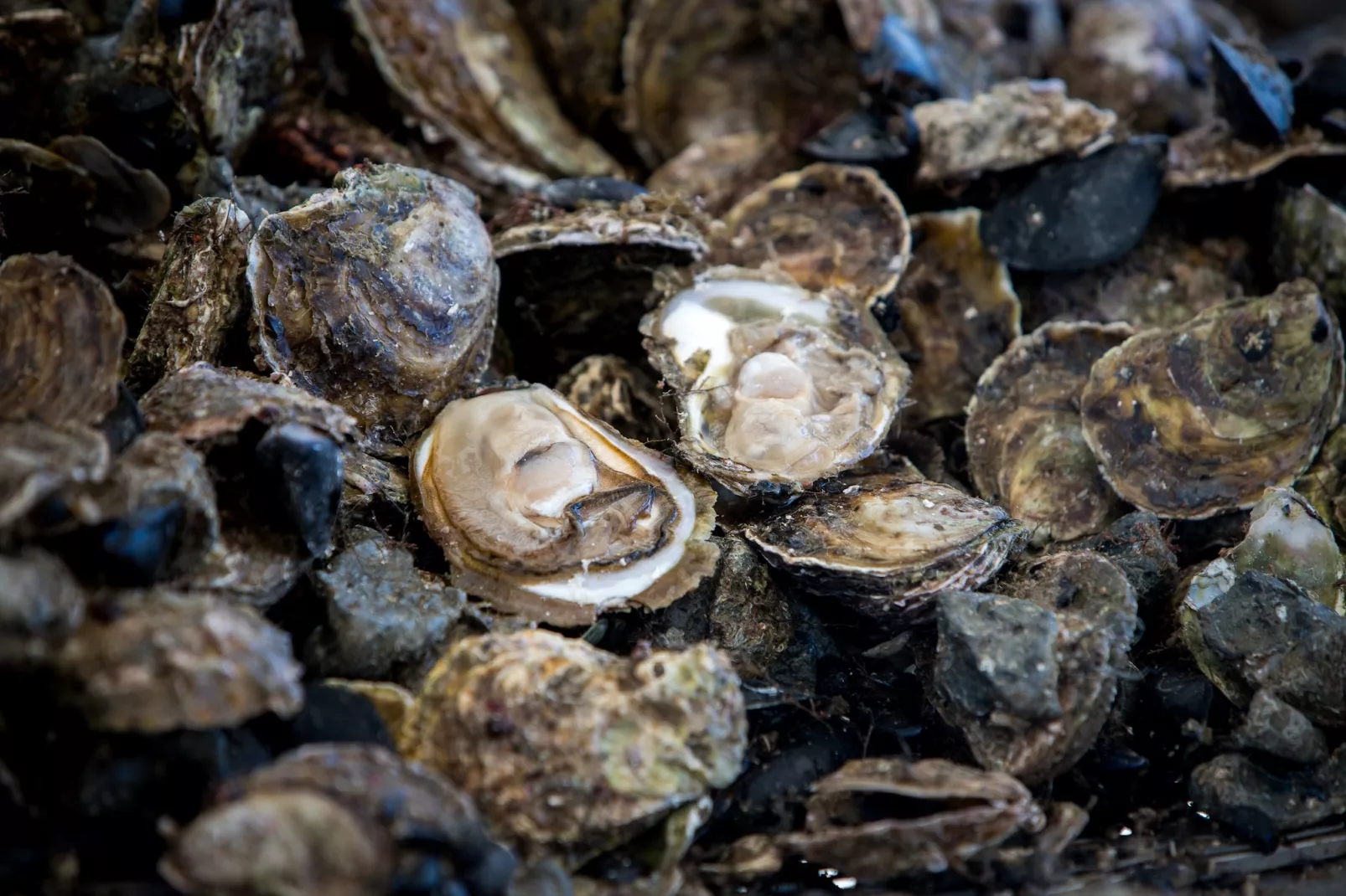 Holiday Home Monika - Two Bedroom Holiday Home with Terrace and Sea View-Outdoor