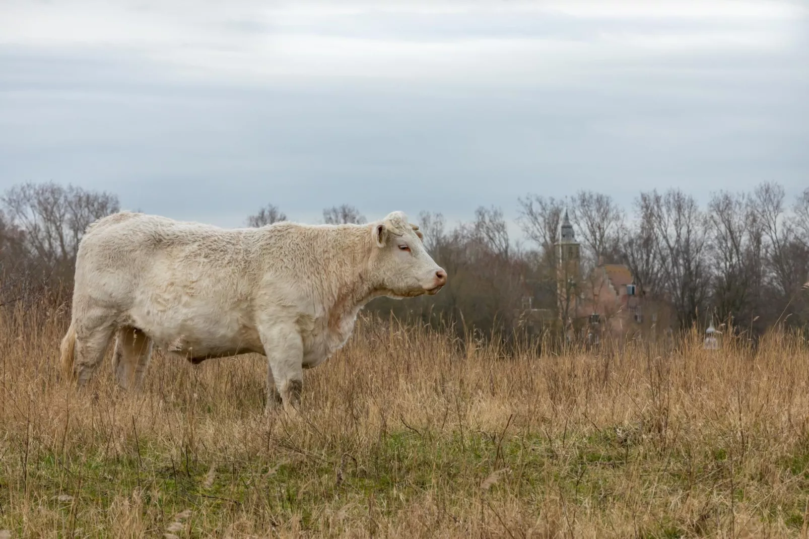 Zonnedorp Kavel 10 Renesse | Villa near the Beach & with Spacious Garden-Areas within 20km in summer