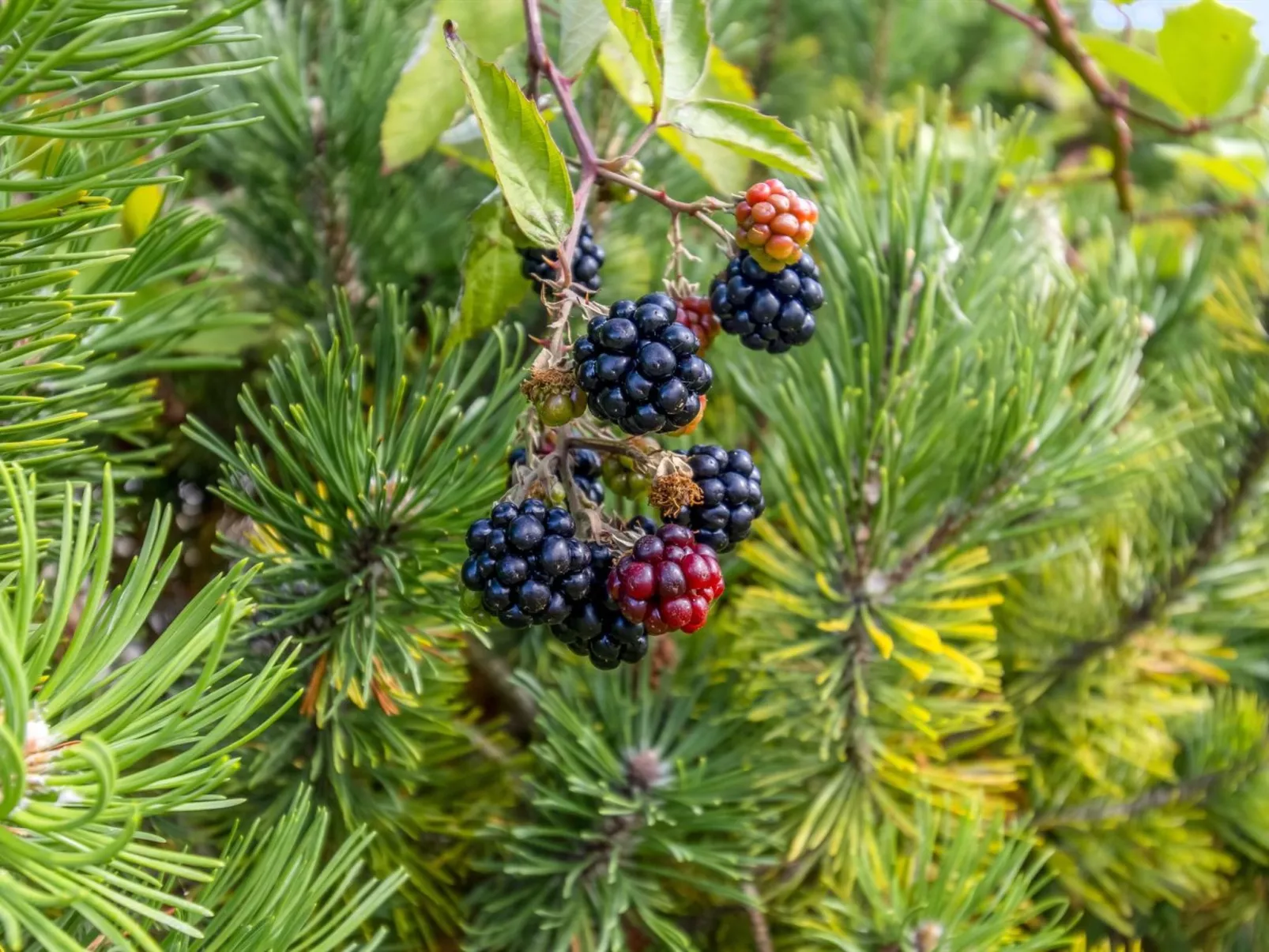 "Taisto" - 1.8km from the sea-Inside