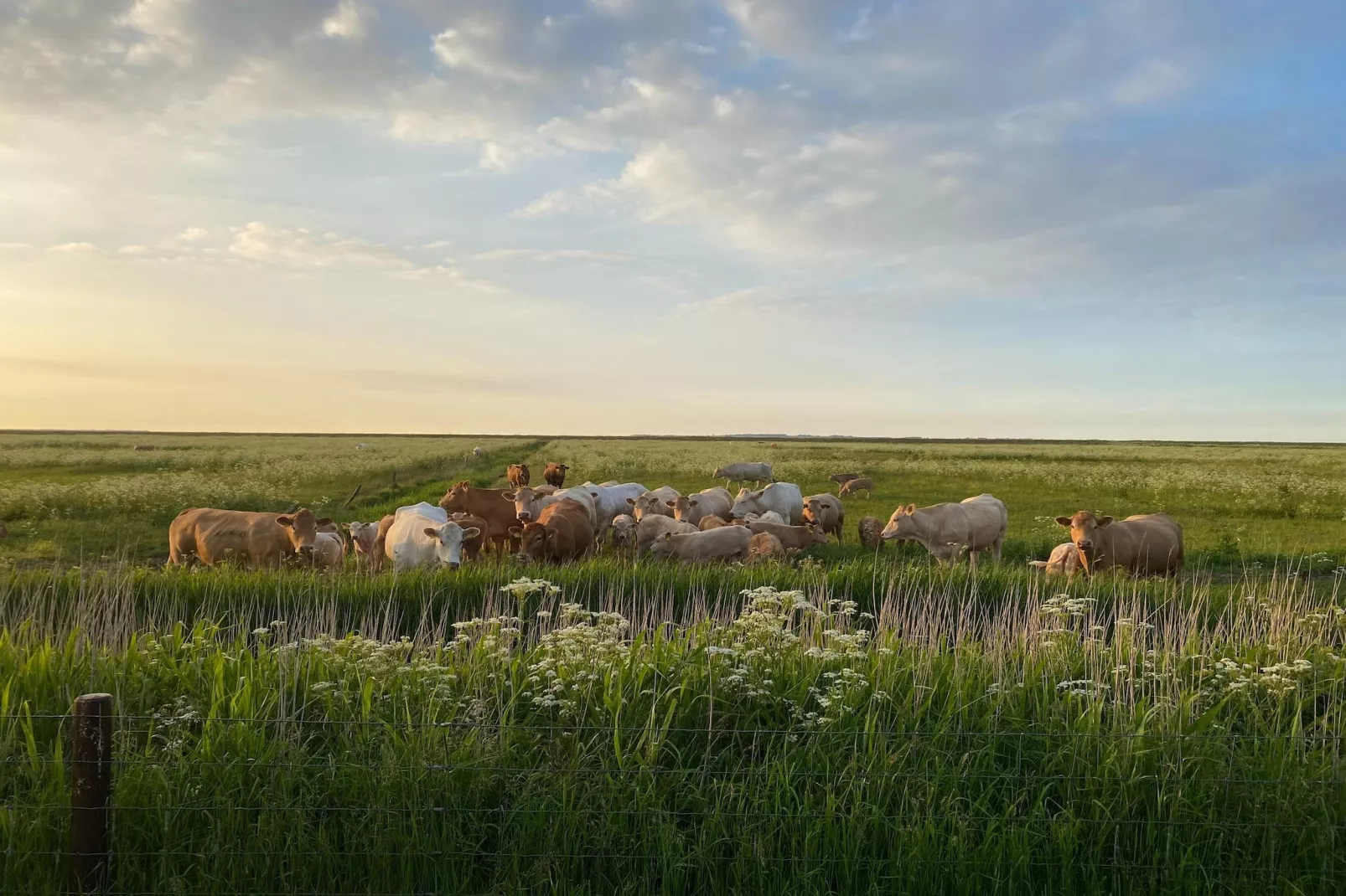 Ferienhaus Seeschwalbe-Areas within 5km in summer