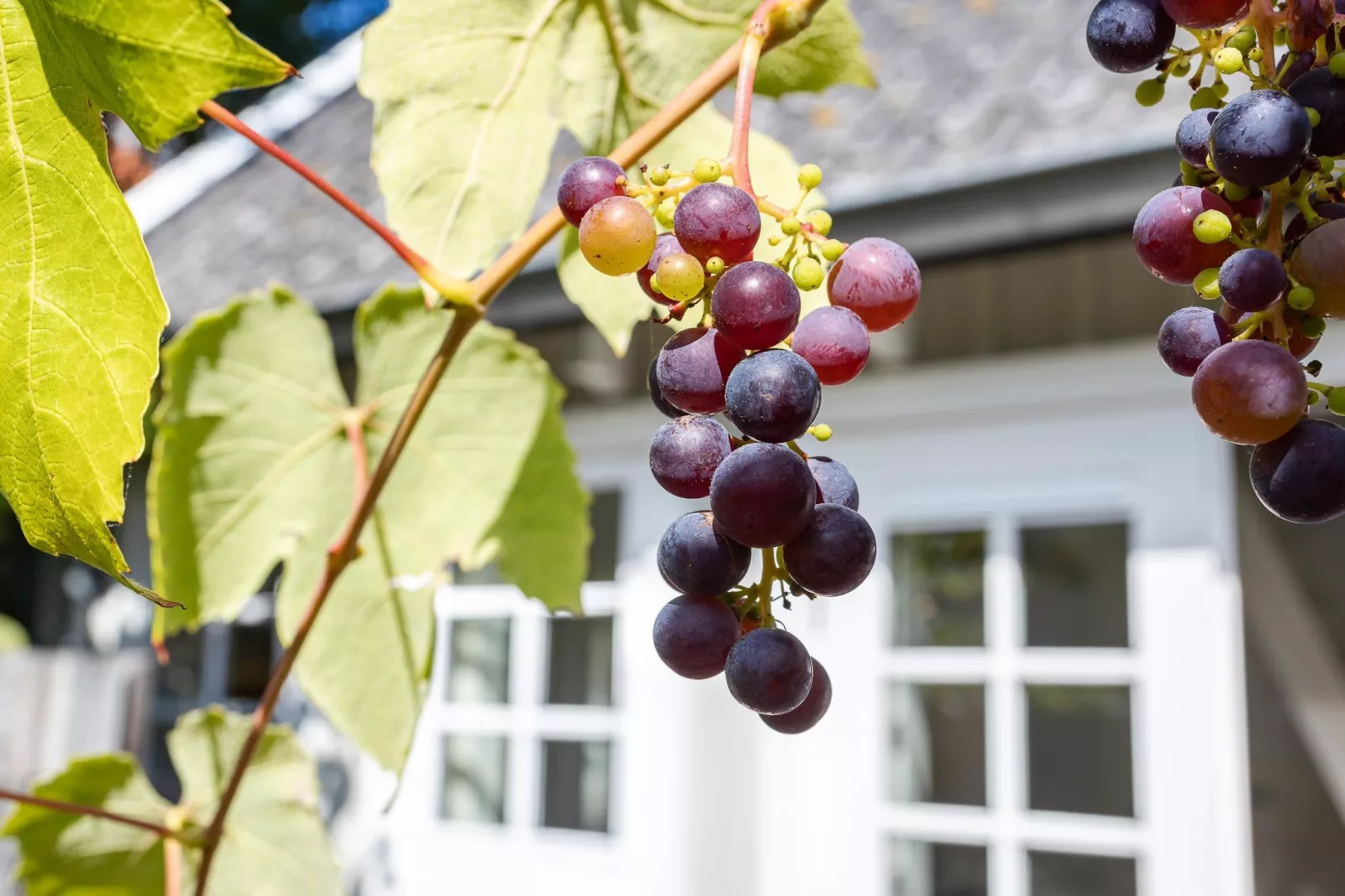 Lijsterhofstraat 13 - Knusse vakantiewoning nabij strand en centrum-Ambiance