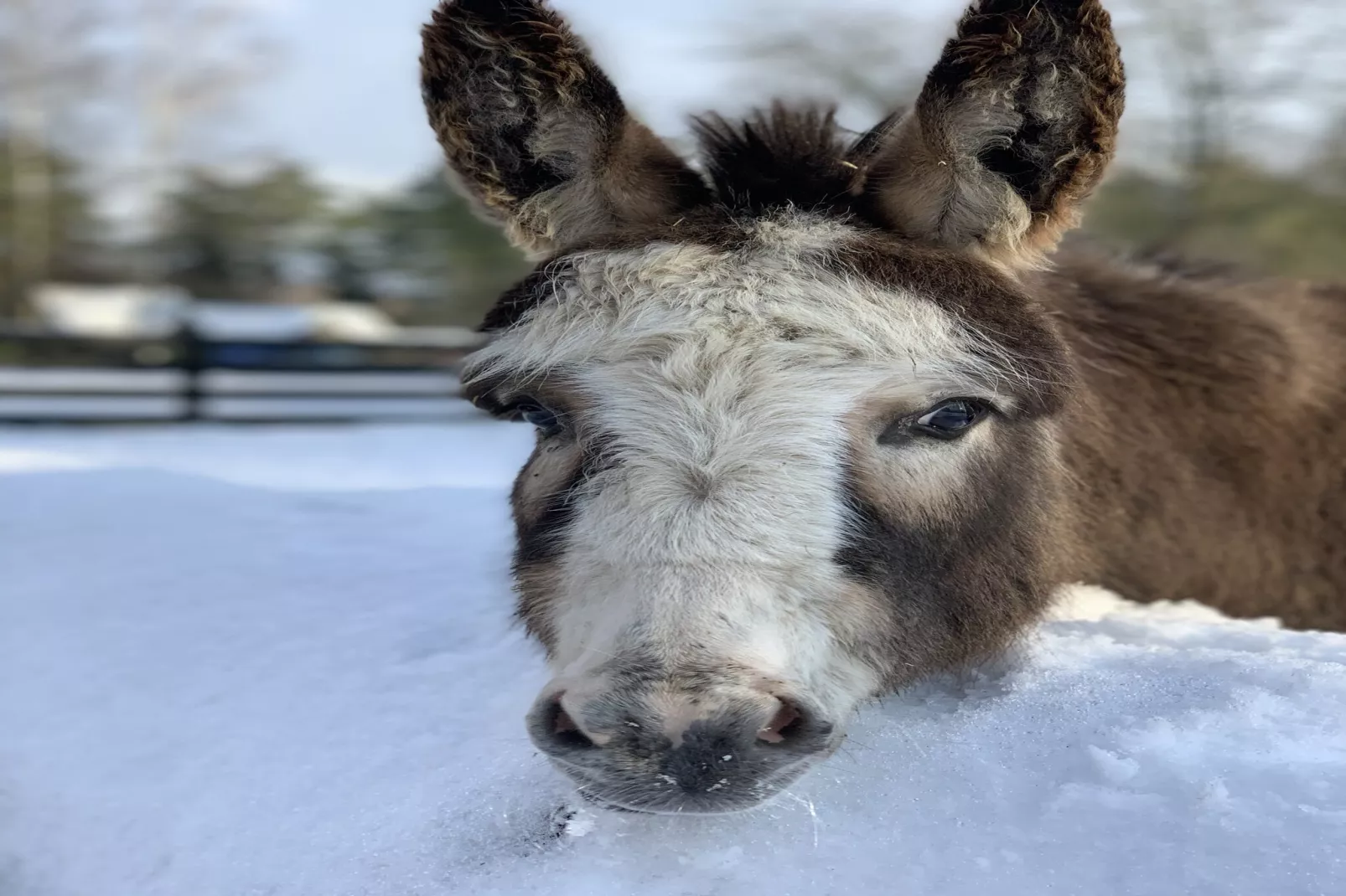 Ferienhaus in Plau am See 3SZ-Zones hiver à 1 km