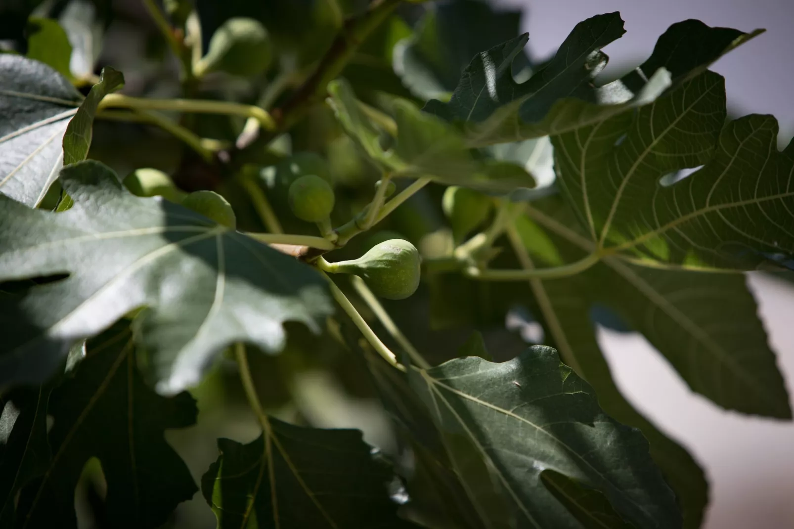 Holiday Home Monika - Two Bedroom Holiday Home with Terrace and Sea View-Outdoor