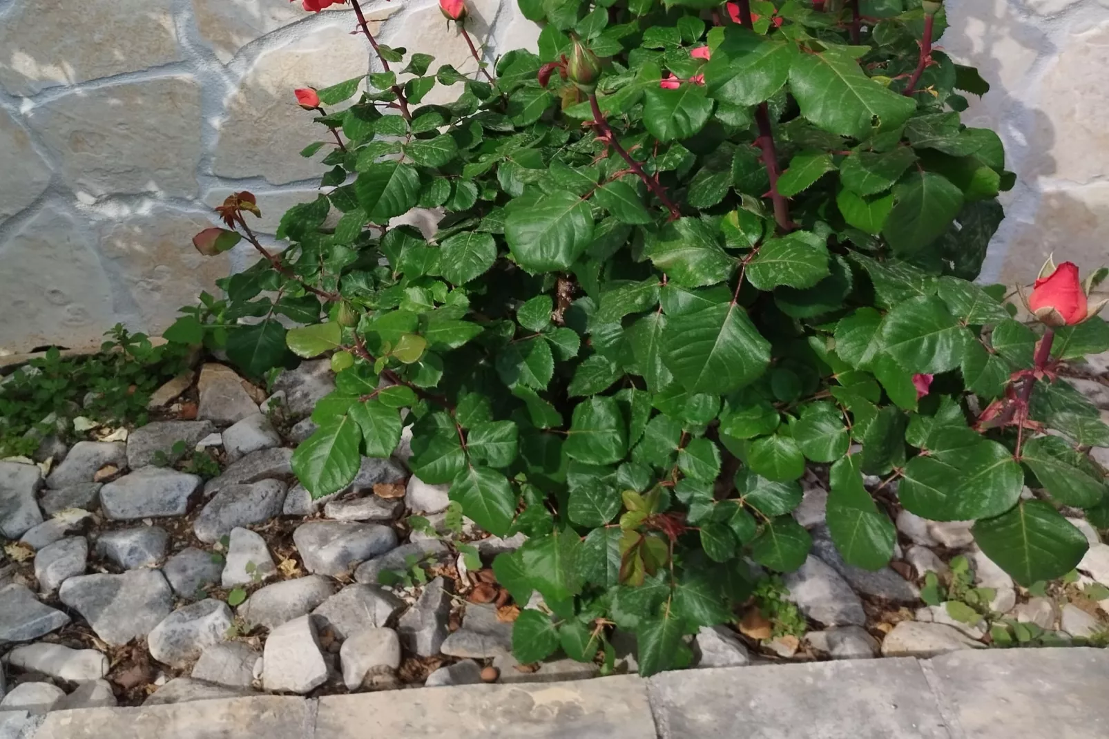 One-Bedroom Apartment With Terrace And Sea View (A1)-Ambiance