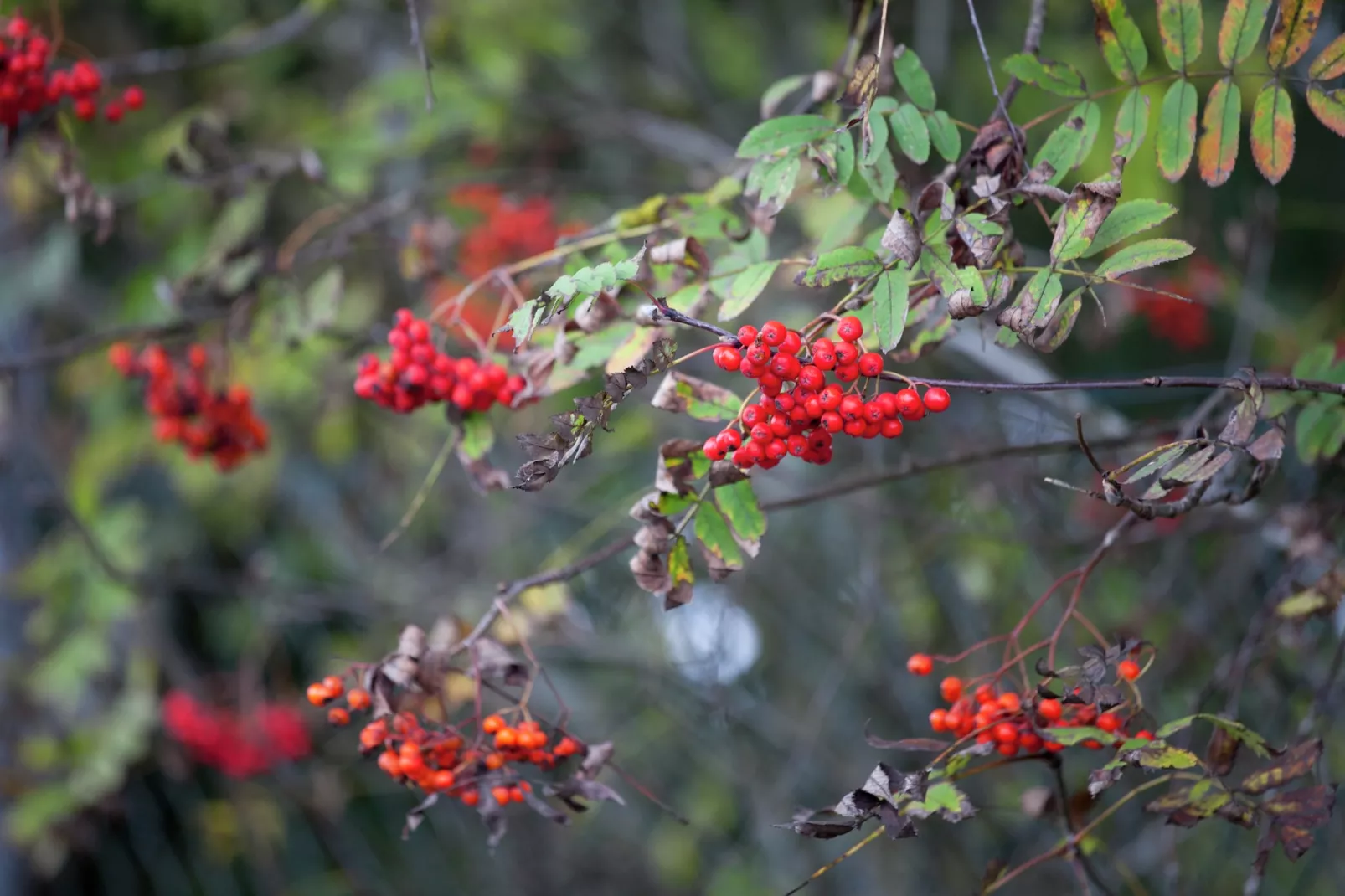 Ferienwohnung mit Kamin Am Waldrand-Gebiete Sommer 1 km