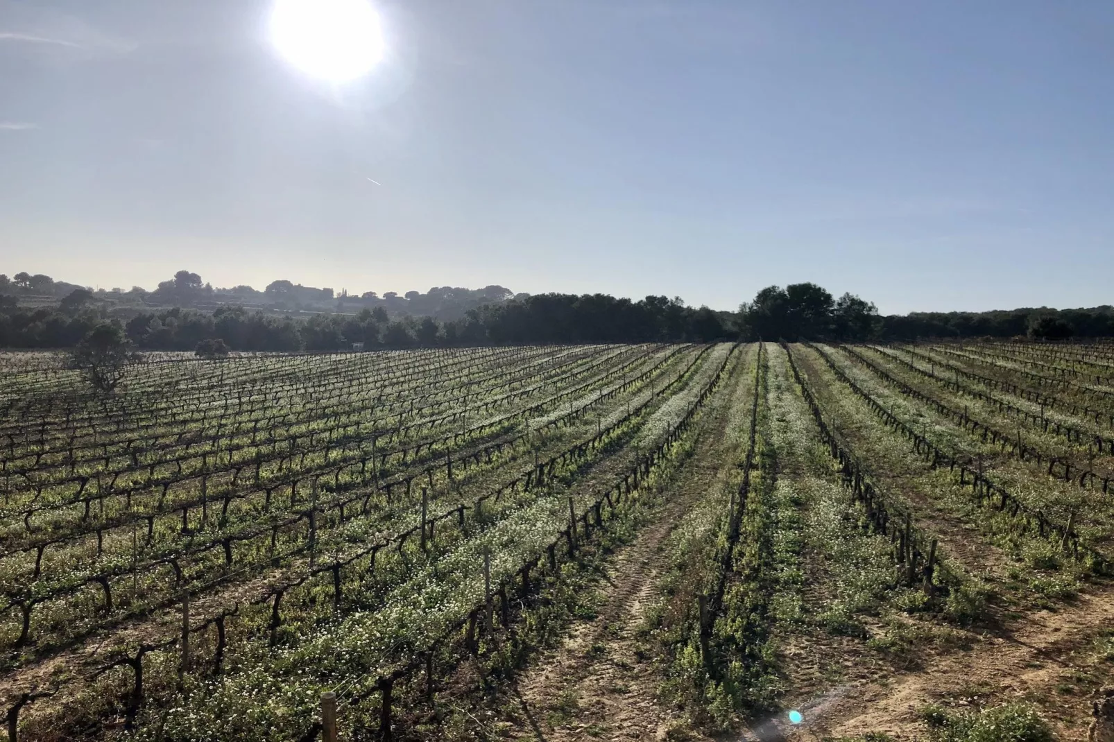 House Olivella-View in summer