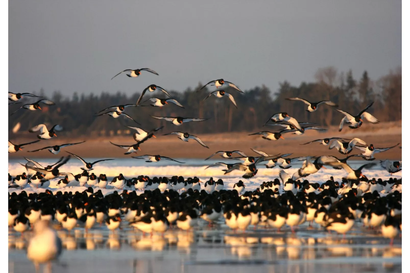 Ferienhaus Hilligenlei-Areas within 1km in summer