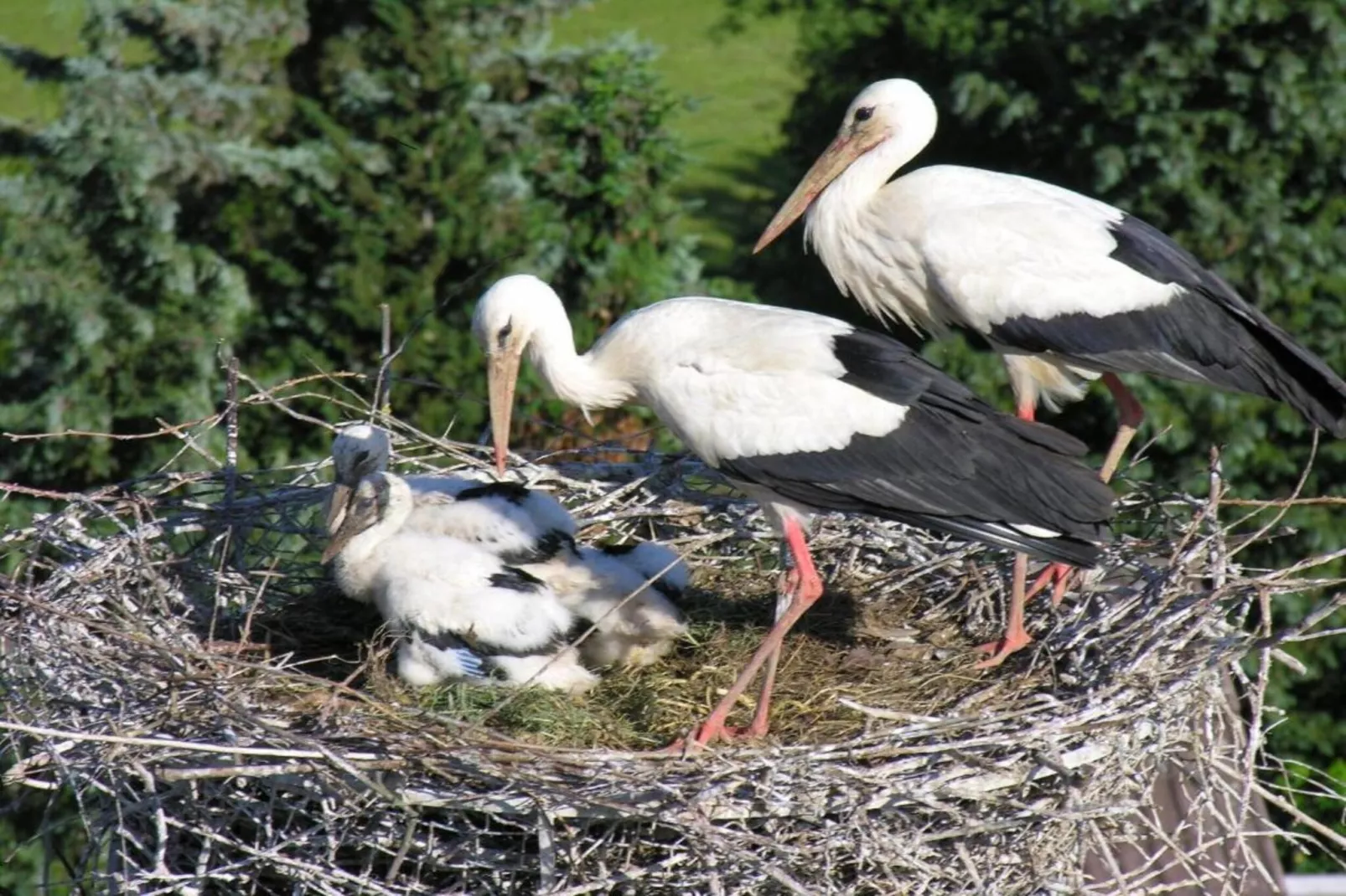 Luxuriöses Wohnen im historischen Haus-Zones été à 5 km