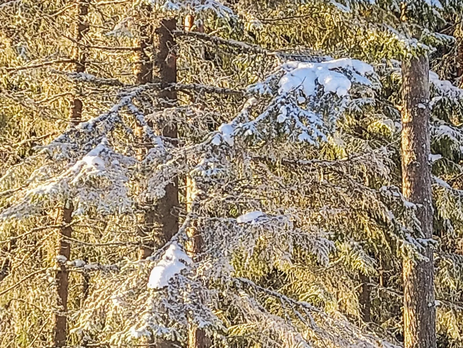 Annelinniemi-Drinnen