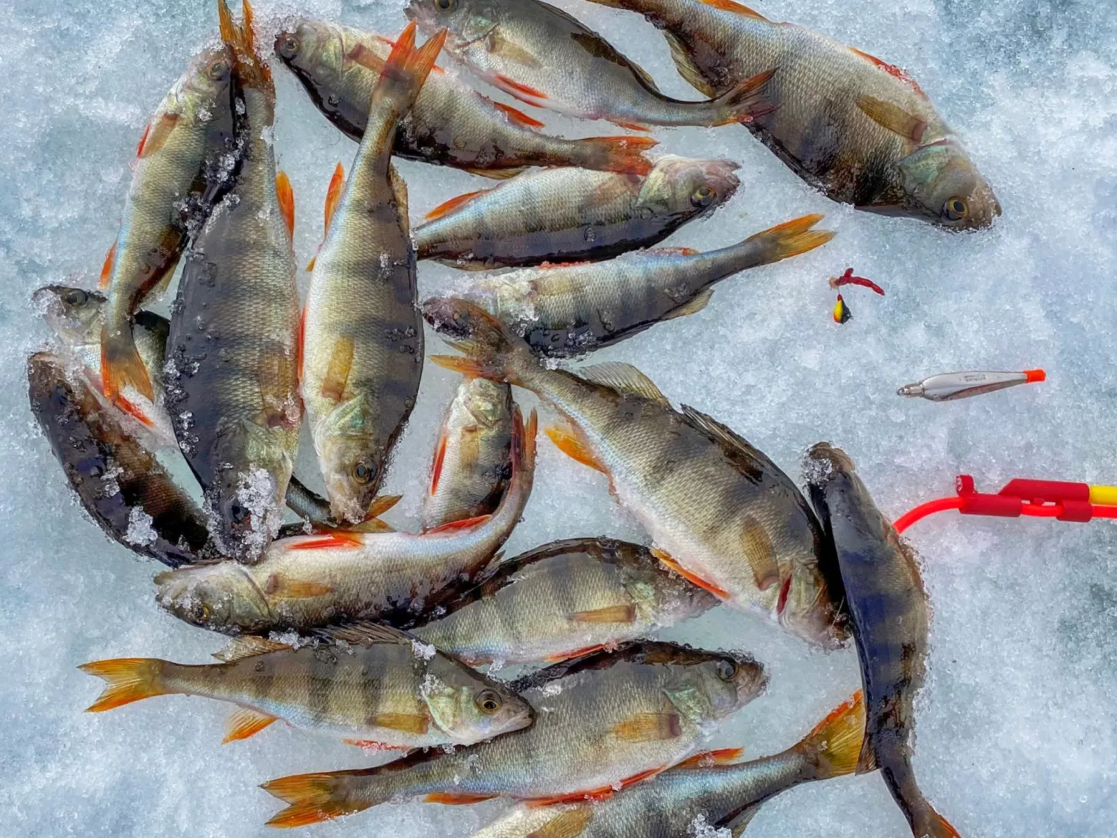 Rukaniemen kontio-Dedans