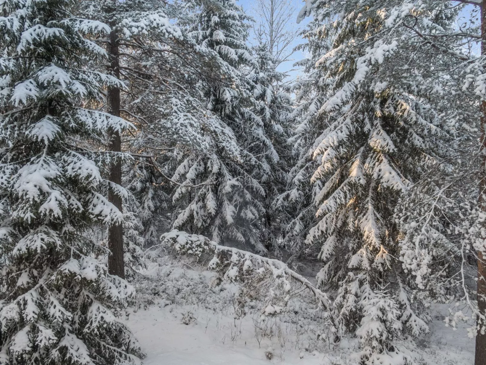 Vaarapirtti / tähti-Dedans