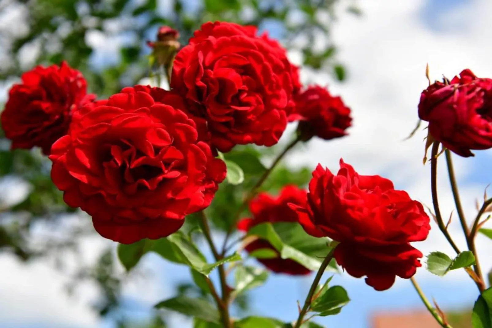 Holiday Apartment Vuković - Three Bedroom Holiday Home With Terrace-Vue