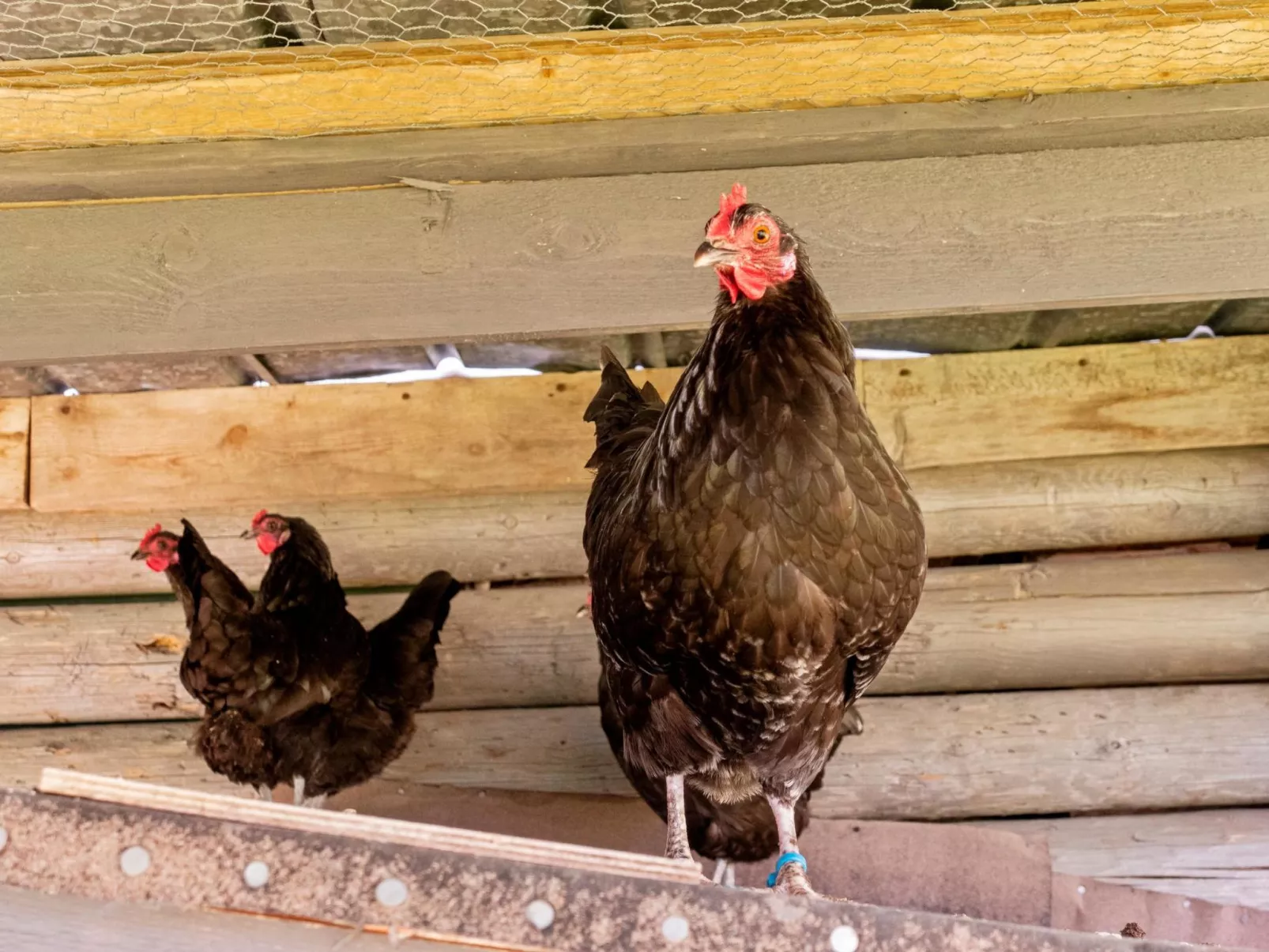 Lystikämän elämys-Inside