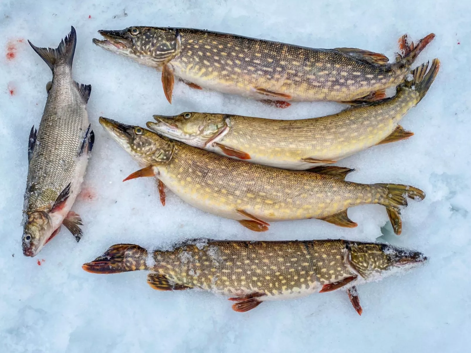 Rukaniemen kontio-Dedans
