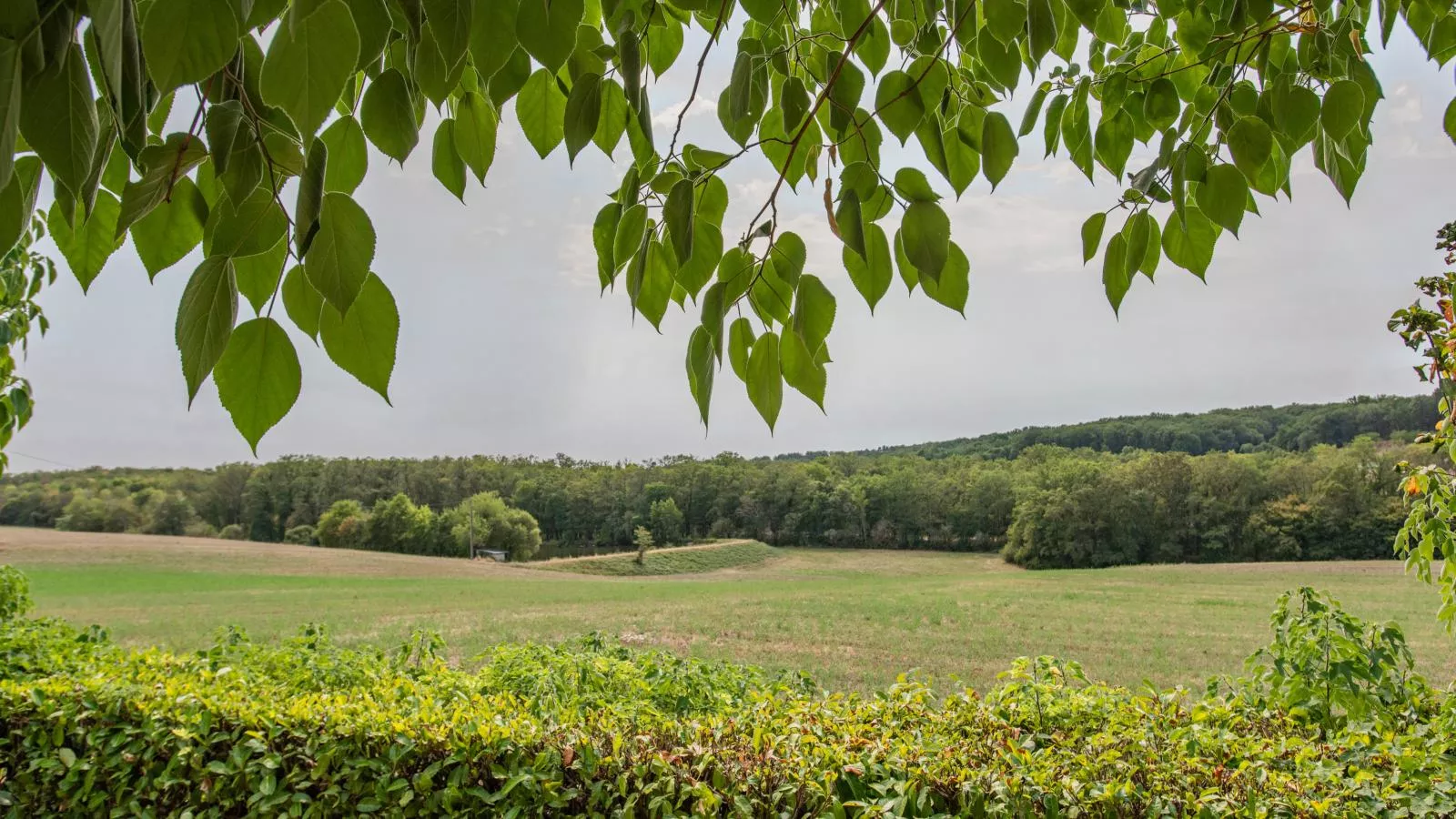 Tournesol-Vue d'été