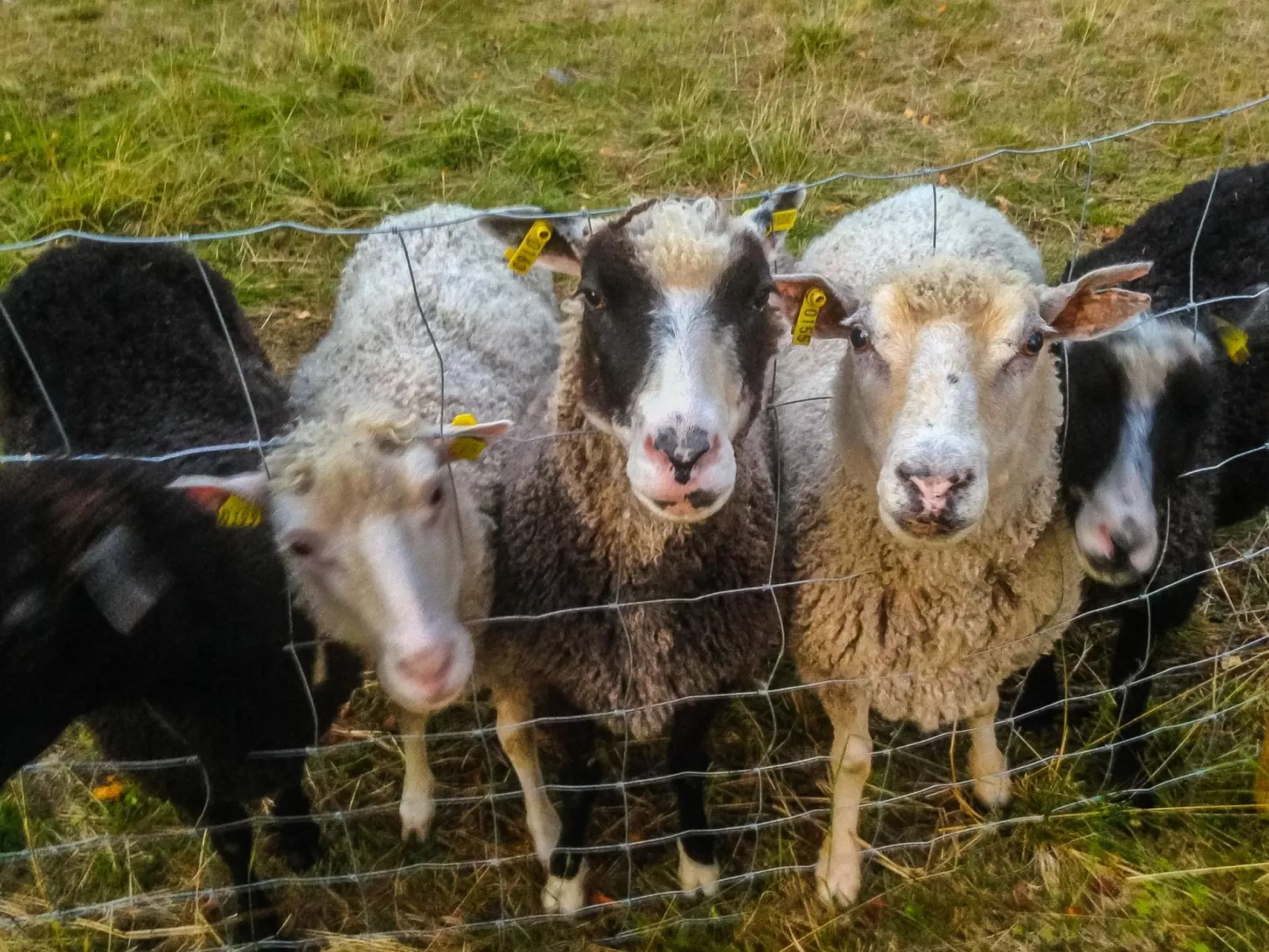 Lystikämän elämys-Inside