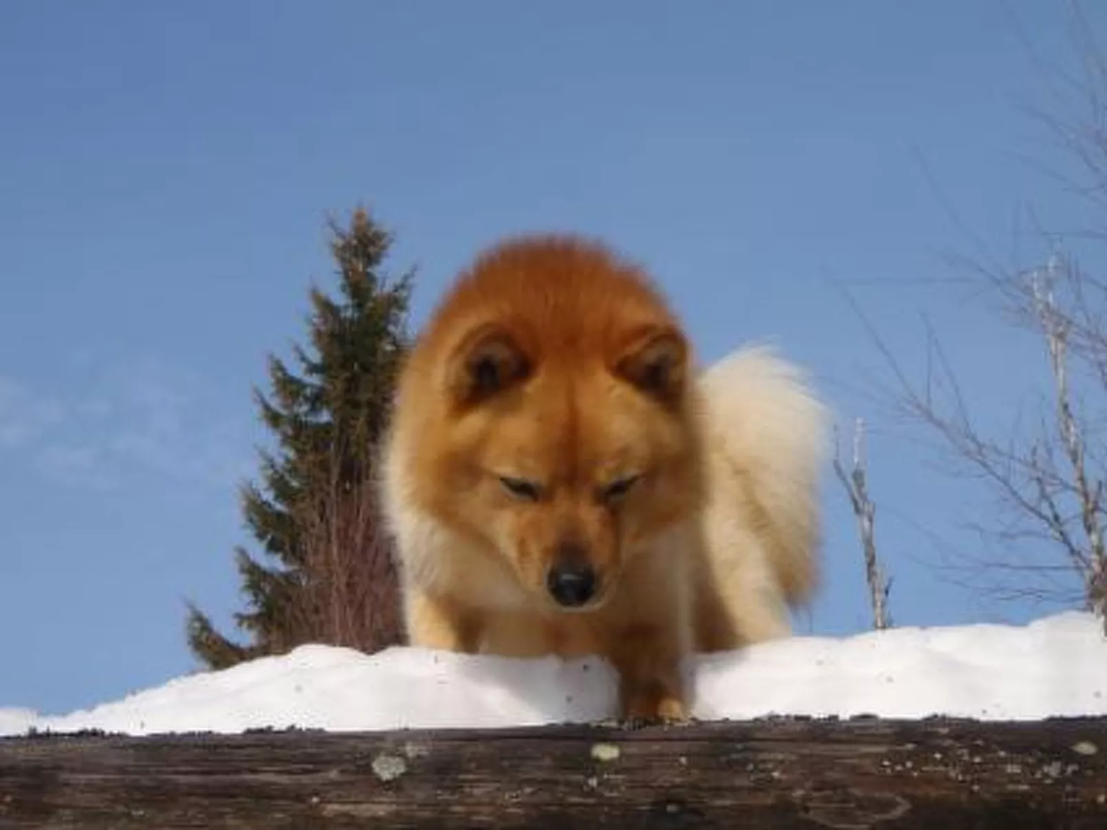 Vaaran loma-asunto-Dedans