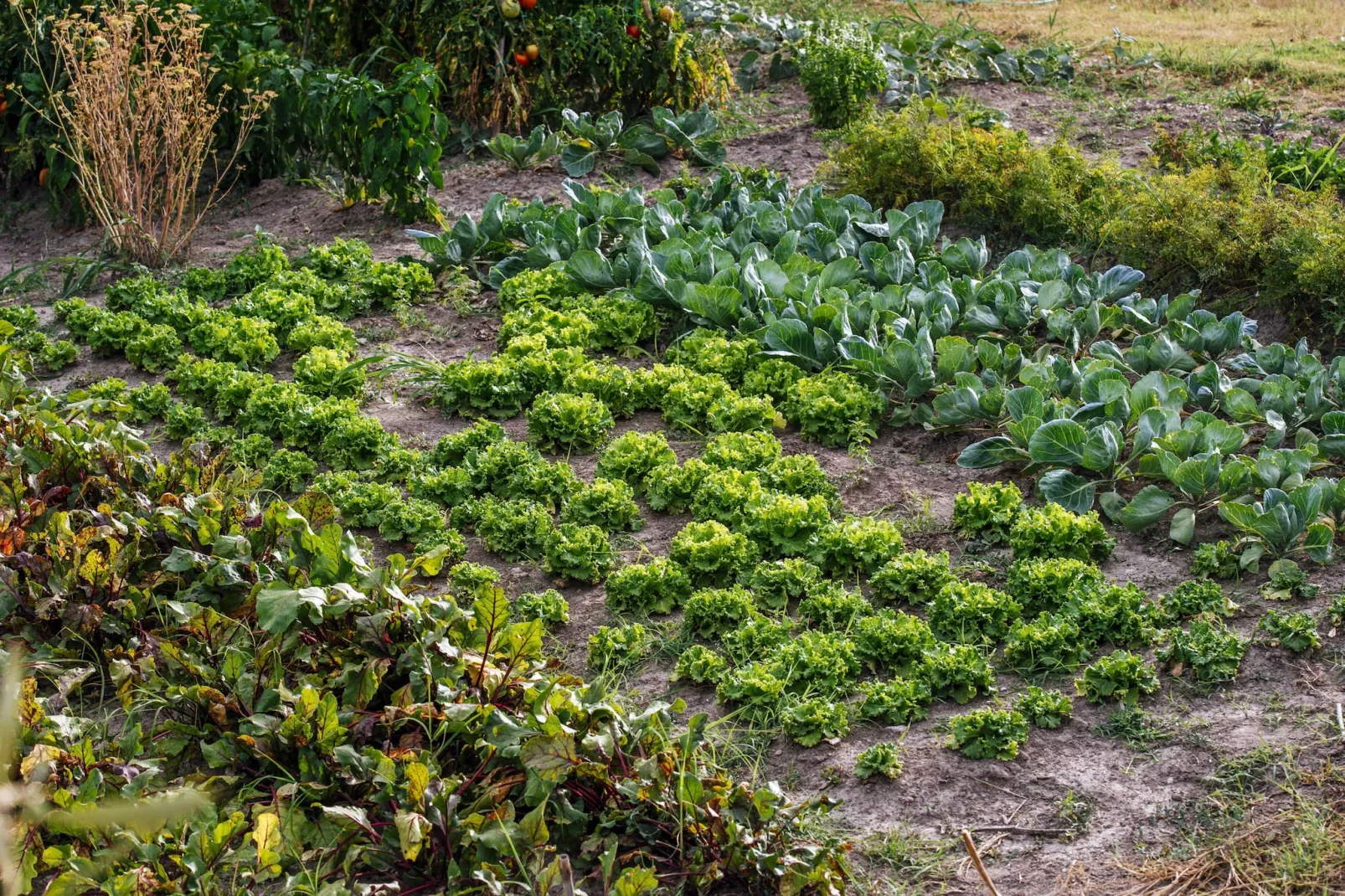 Authentic stone house Momo-Gardens in summer