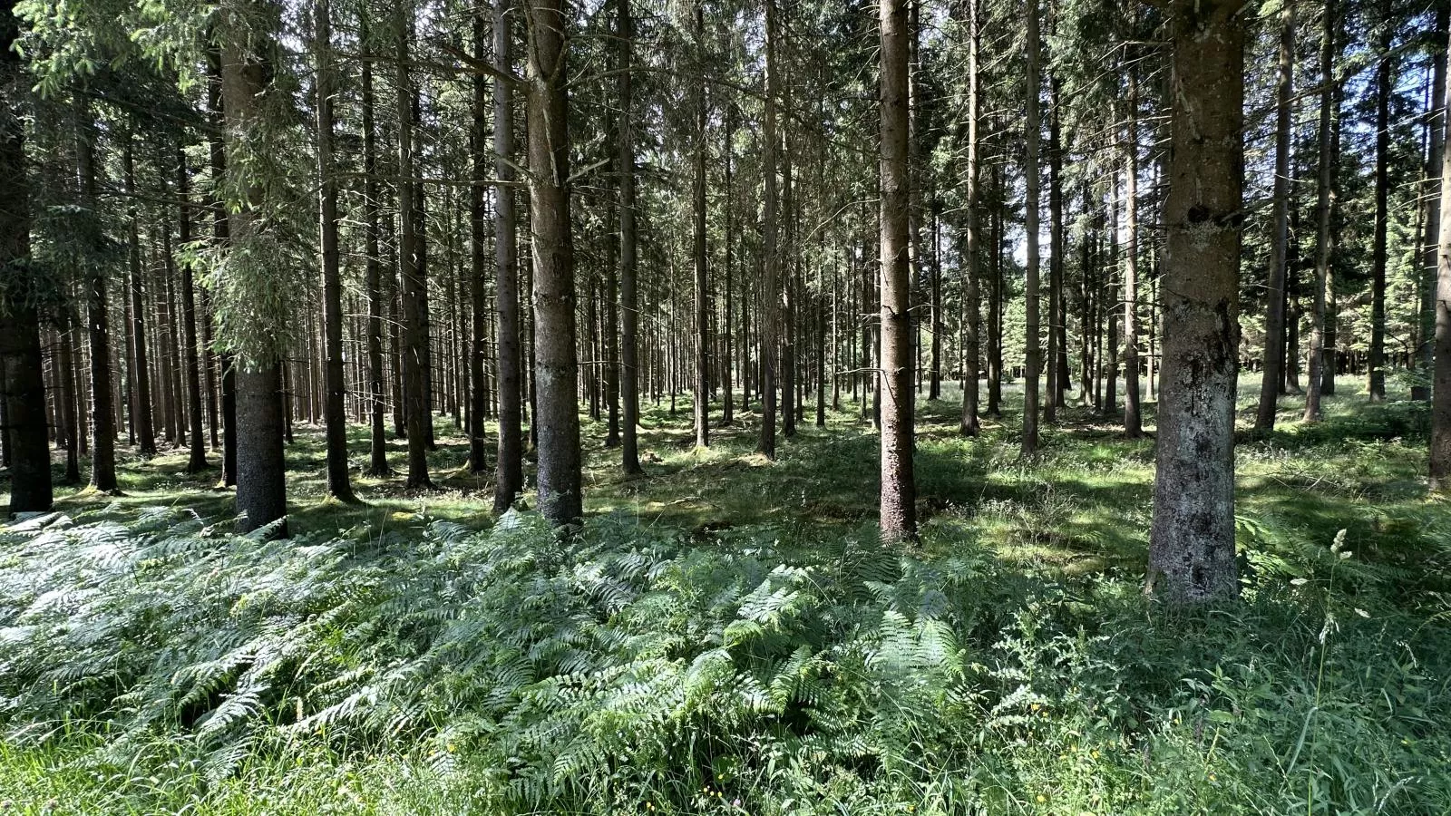 Le Fournil-Zones été à 1 km