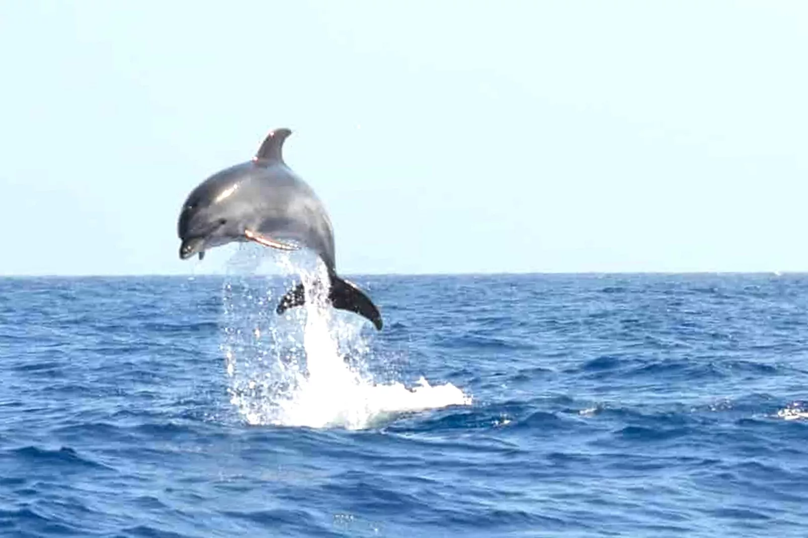 Delfin 101B 1d-Ambiente