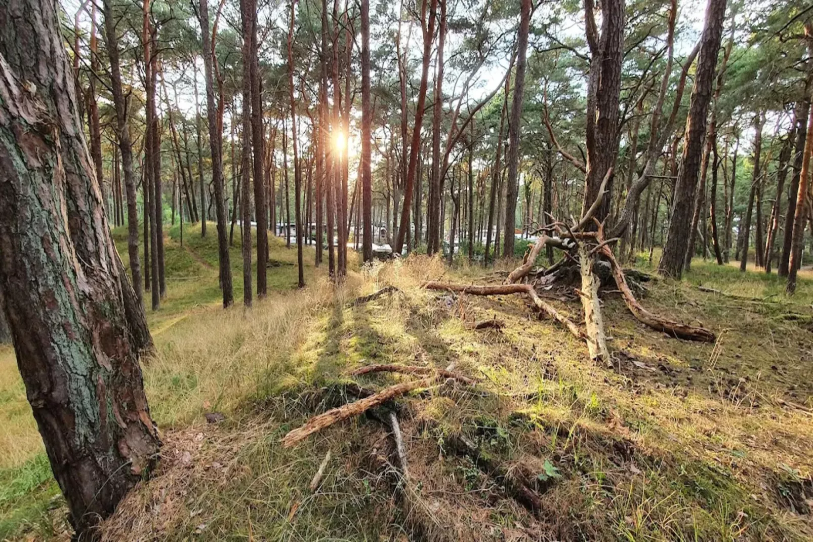 OG links 50 qm-Areas within 5km in summer