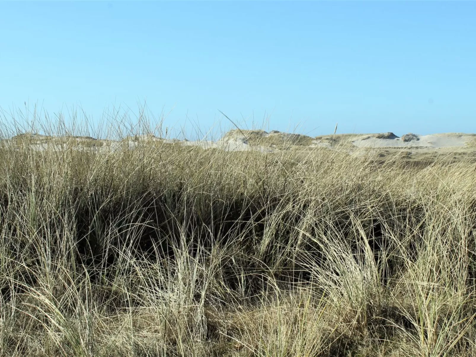 "Swanja" -  from the sea-Outside