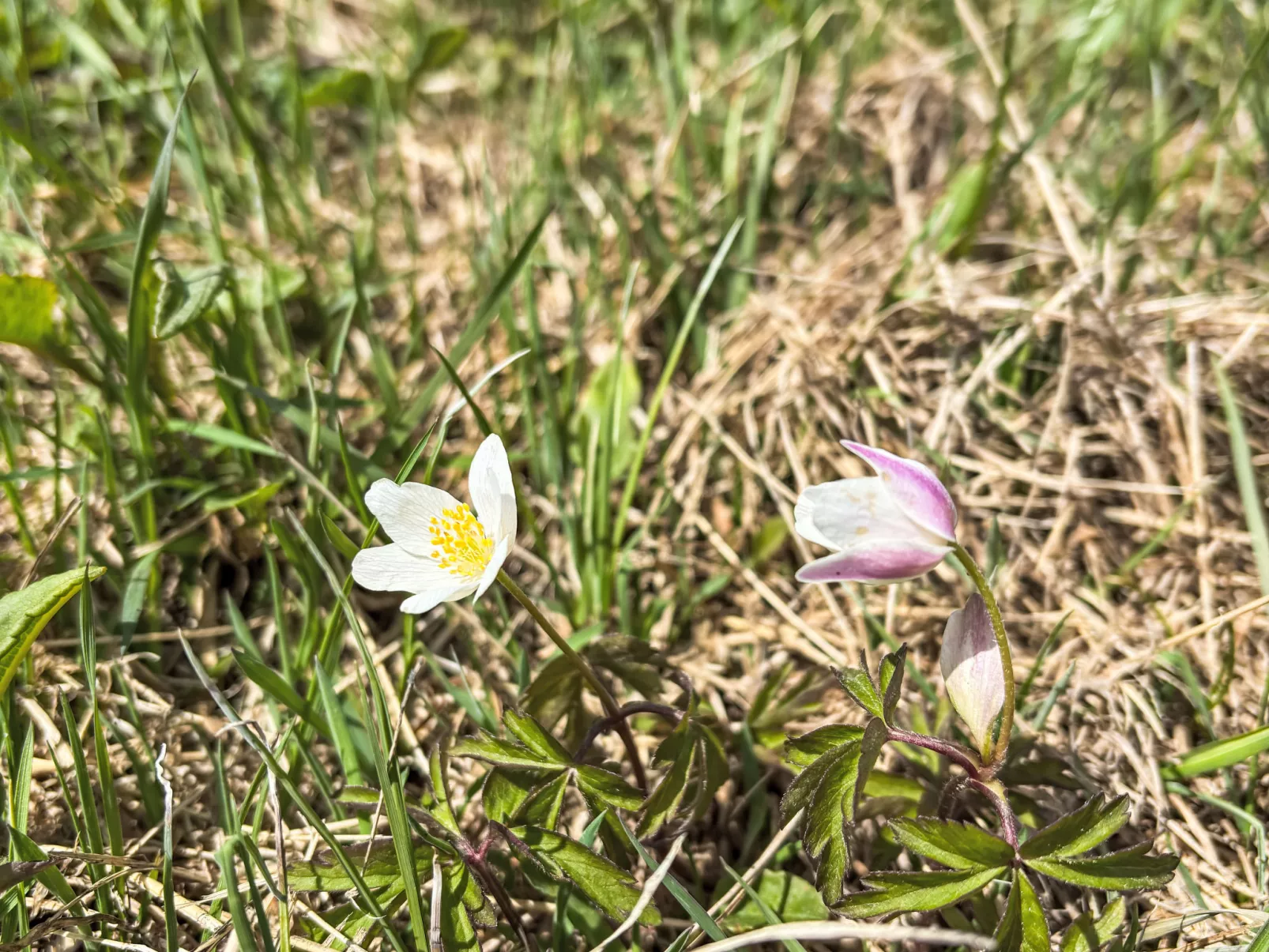 Na Kovárně-Umgebung