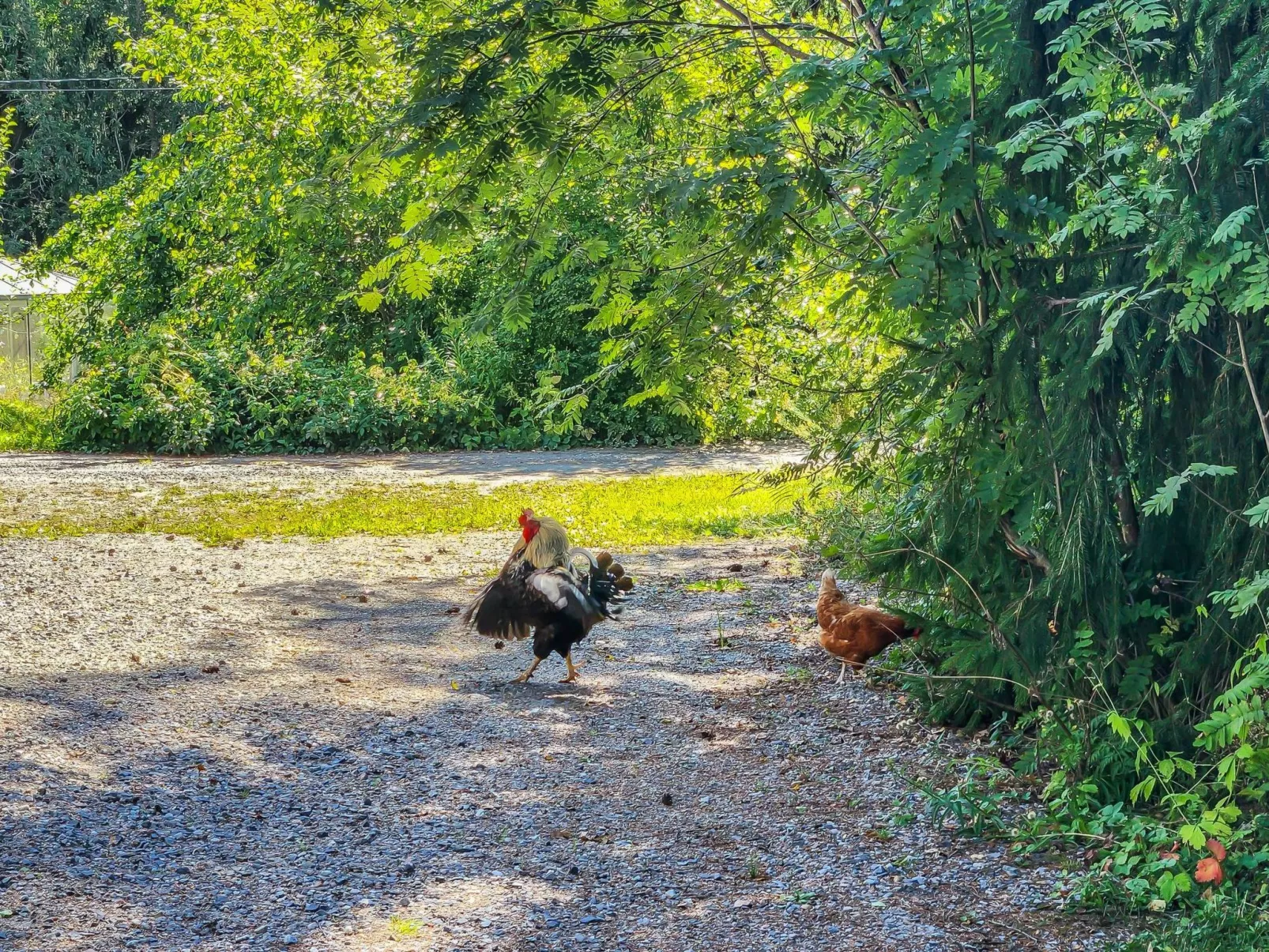 Den lilla röda stugan-Drinnen