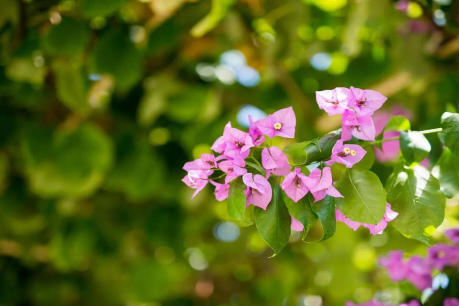 Two-Bedroom Apartment With Lake View-Aussicht