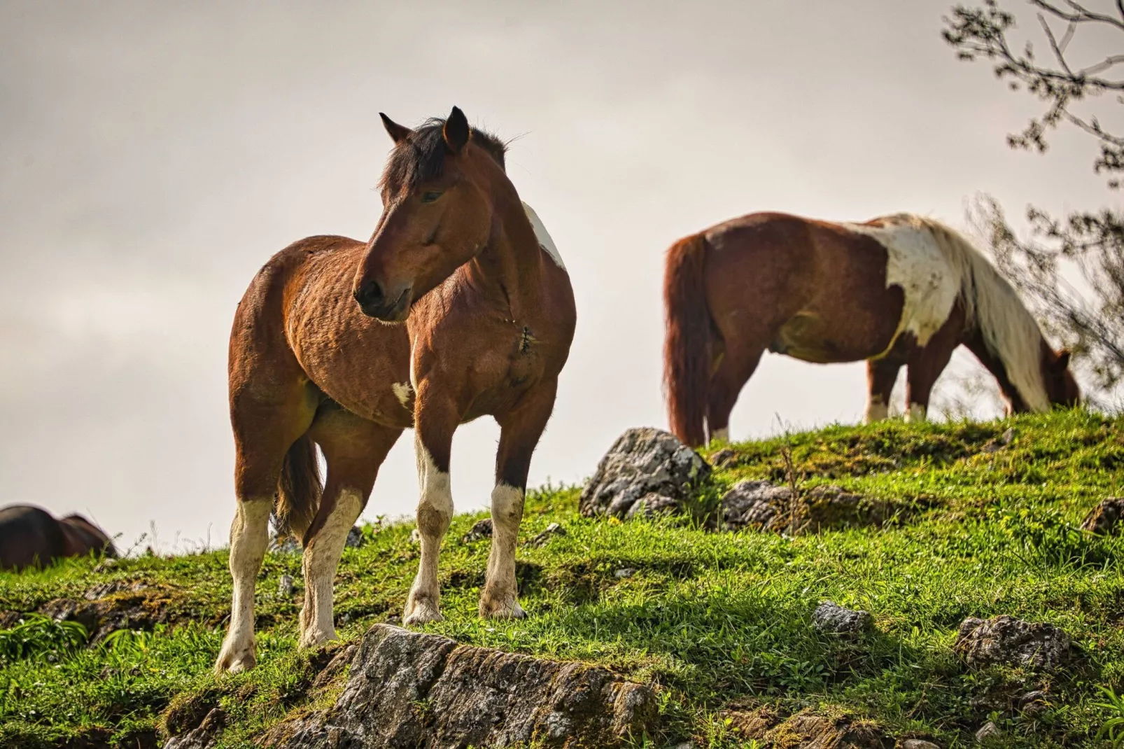 Visnja Gora Meadow Hideaway with Terrace - One Bedroom Cottage with Terrace (owner Hiška na skalci)-Im Freien