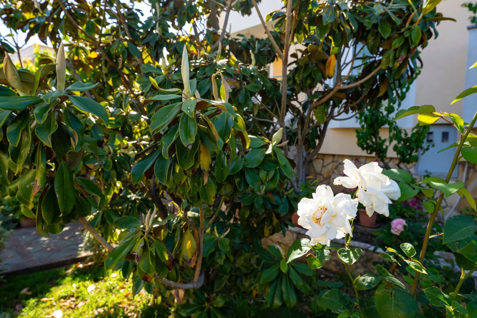 Beach house Privlaka-Garten Sommer