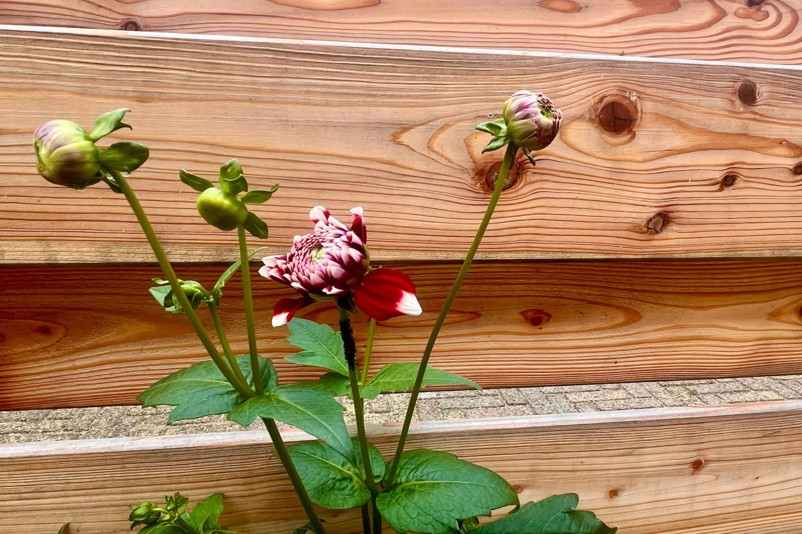 Casa Divera-Ambiance