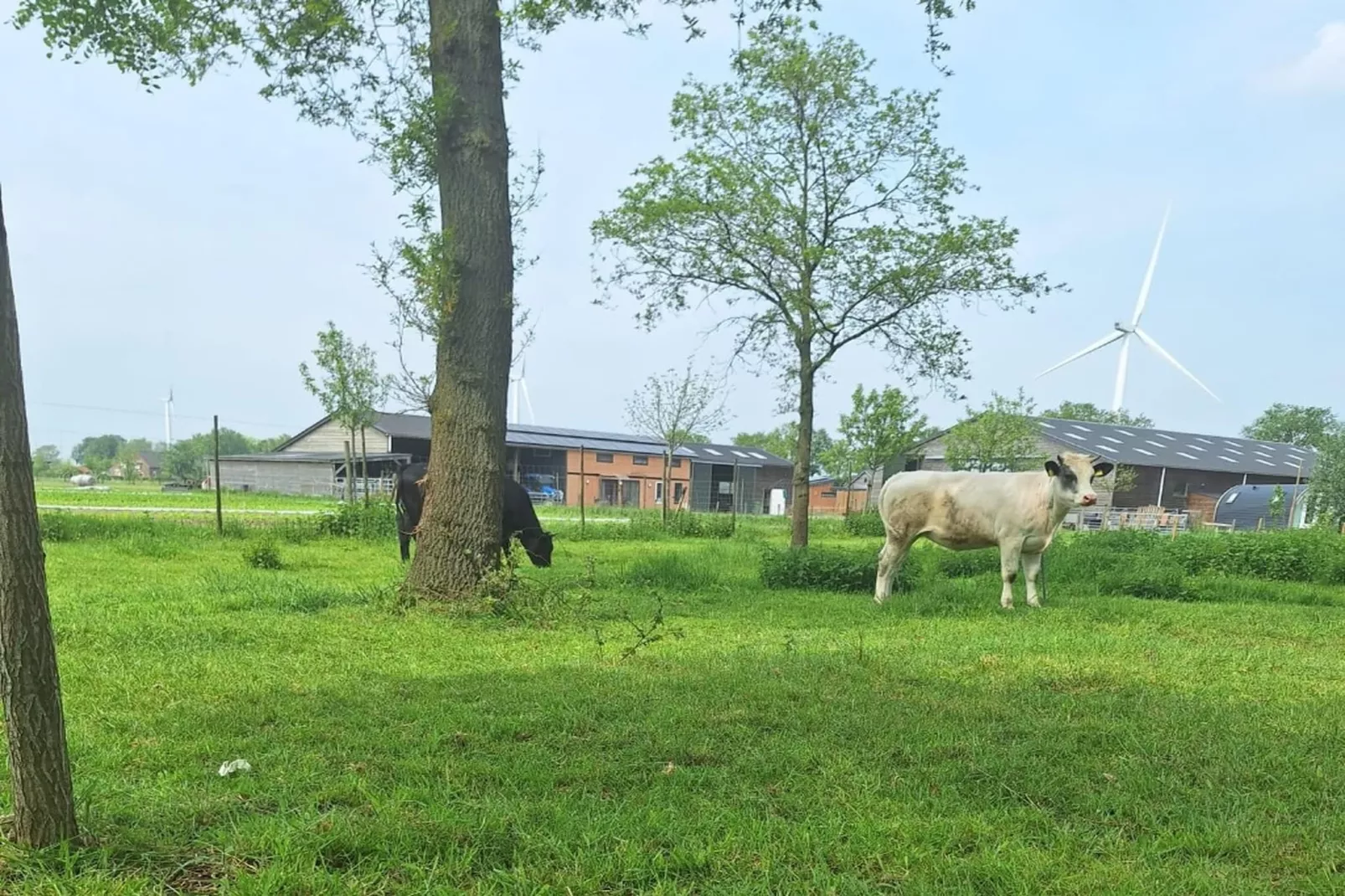 Het Boshuis-View in summer